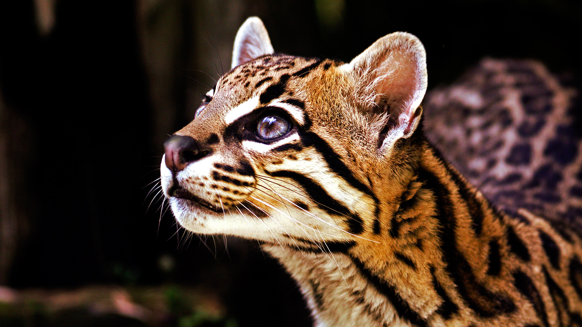 282363 baixar papel de parede animais, jaguatirica, gatos - protetores de tela e imagens gratuitamente