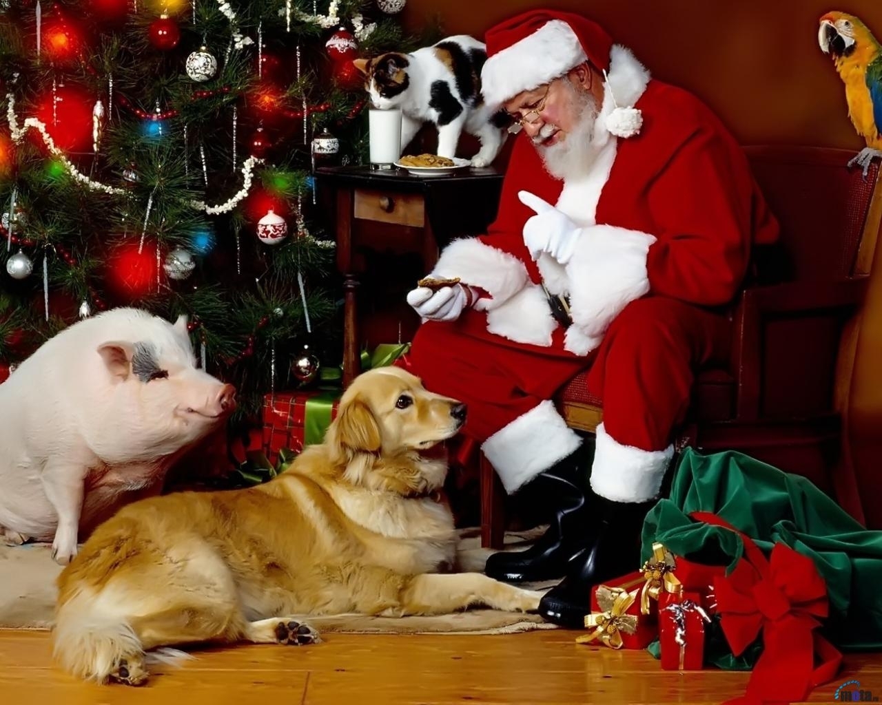 2279 скачать обои дед мороз, санта клаус (santa claus), рождество (christmas xmas), новый год (new year), свиньи, праздники, кошки (коты котики), собаки, животные - заставки и картинки бесплатно
