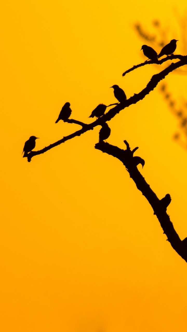 Download mobile wallpaper Birds, Sunset, Silhouette, Bird, Branch, Animal for free.