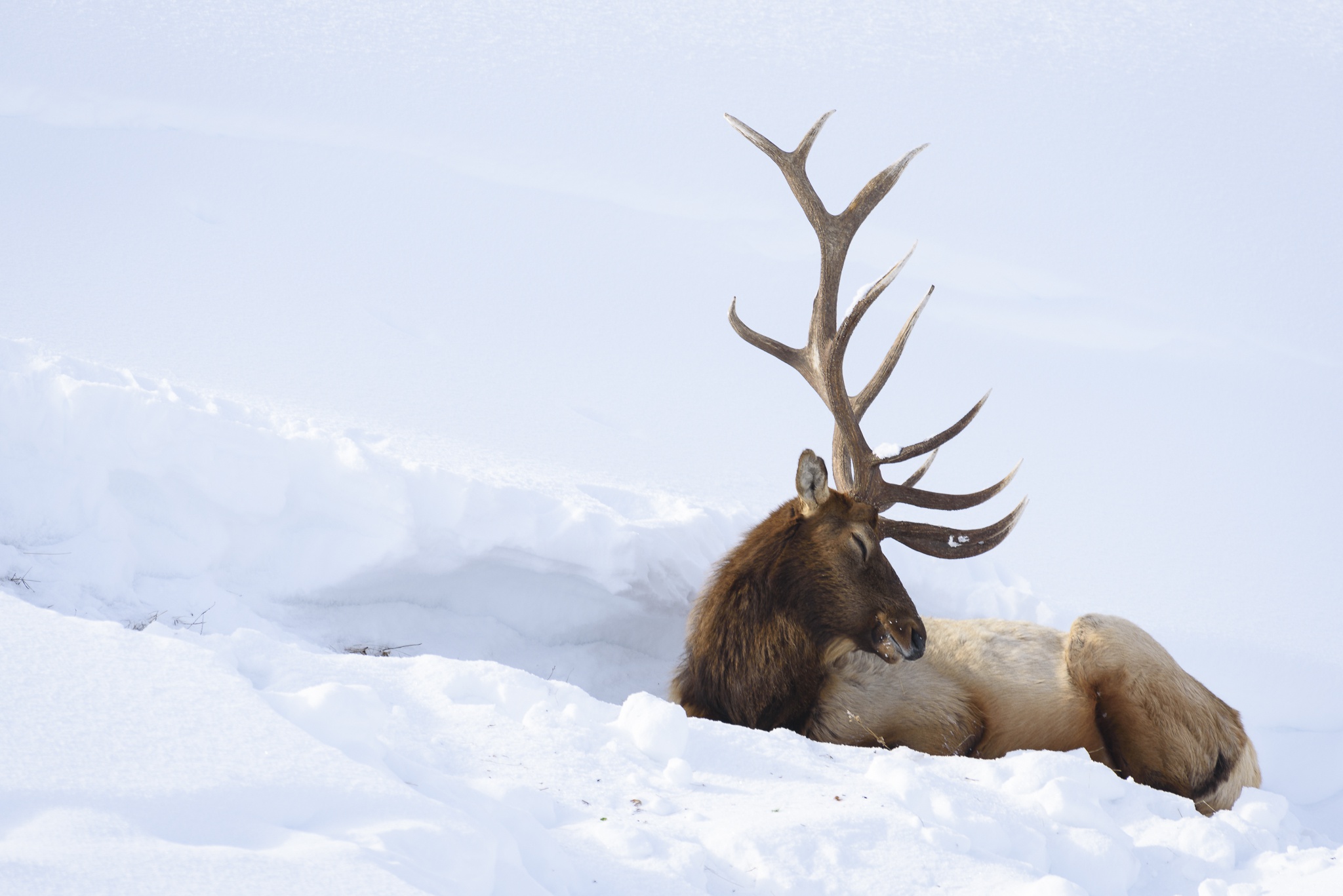 Laden Sie das Tiere, Winter, Schnee, Hirsch-Bild kostenlos auf Ihren PC-Desktop herunter