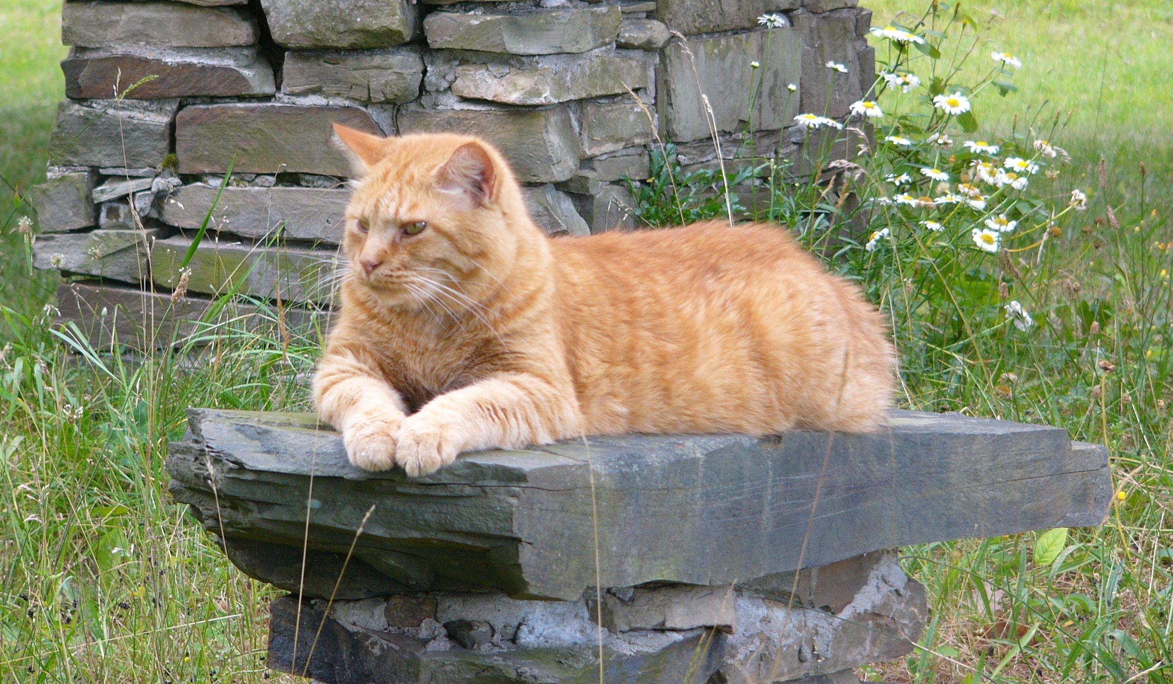 Baixe gratuitamente a imagem Gato, Gatos, Animais na área de trabalho do seu PC