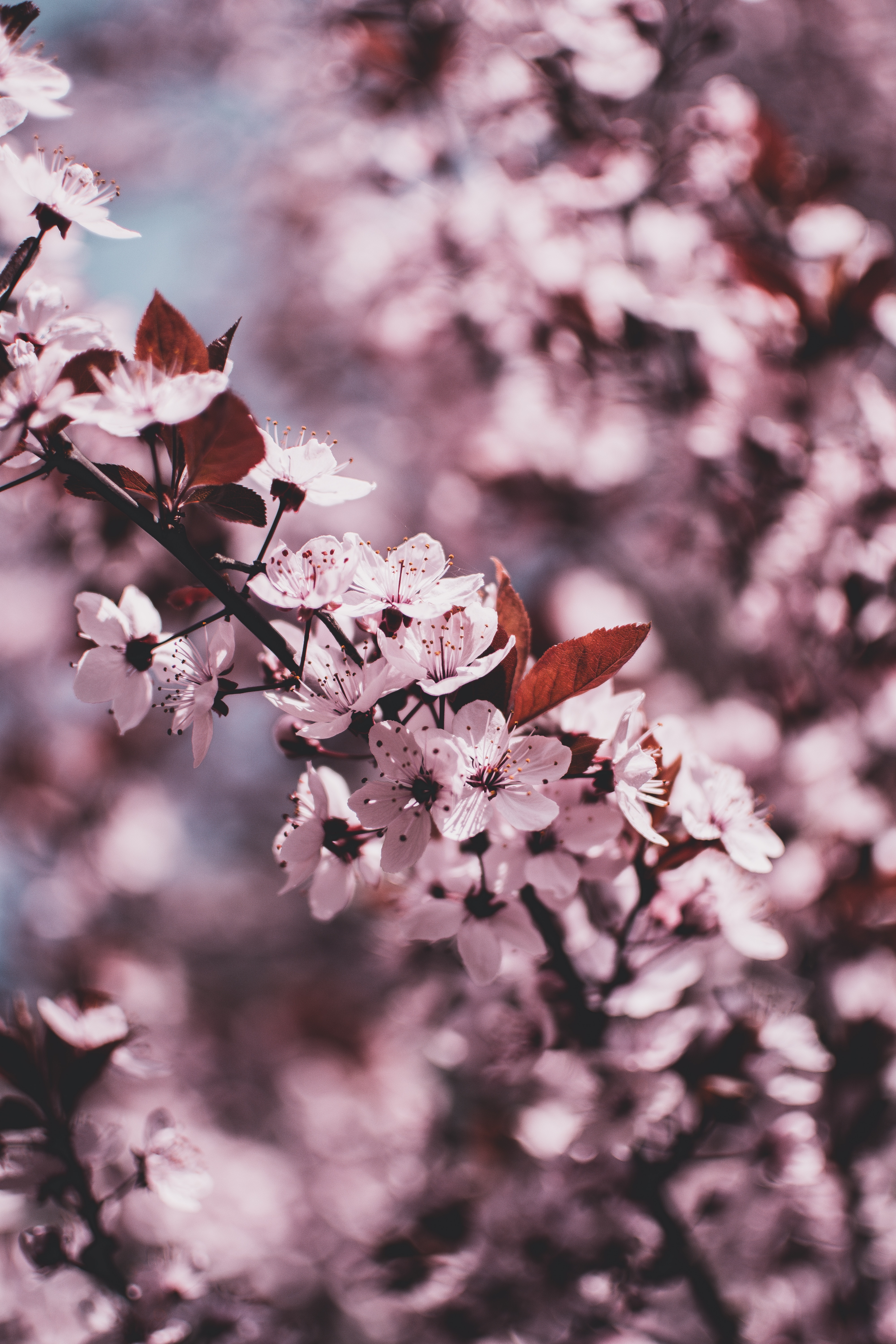 Download mobile wallpaper Flowering, Branch, Blur, Bloom, Spring, Smooth, Flowers for free.