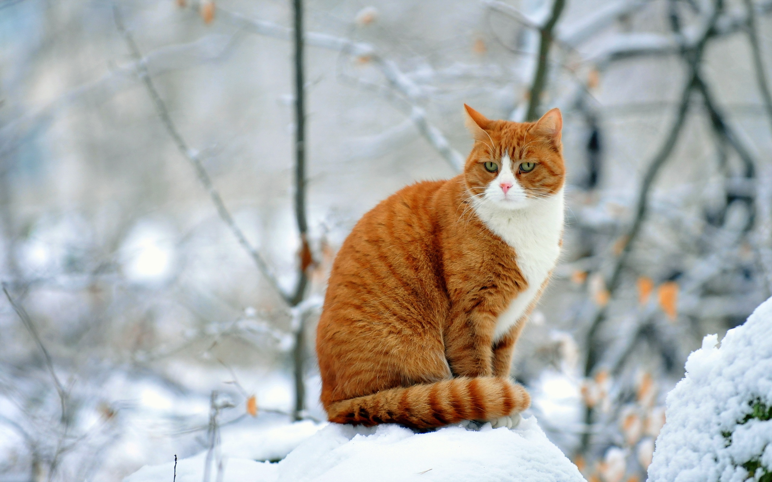 Baixe gratuitamente a imagem Animais, Gatos, Gato na área de trabalho do seu PC