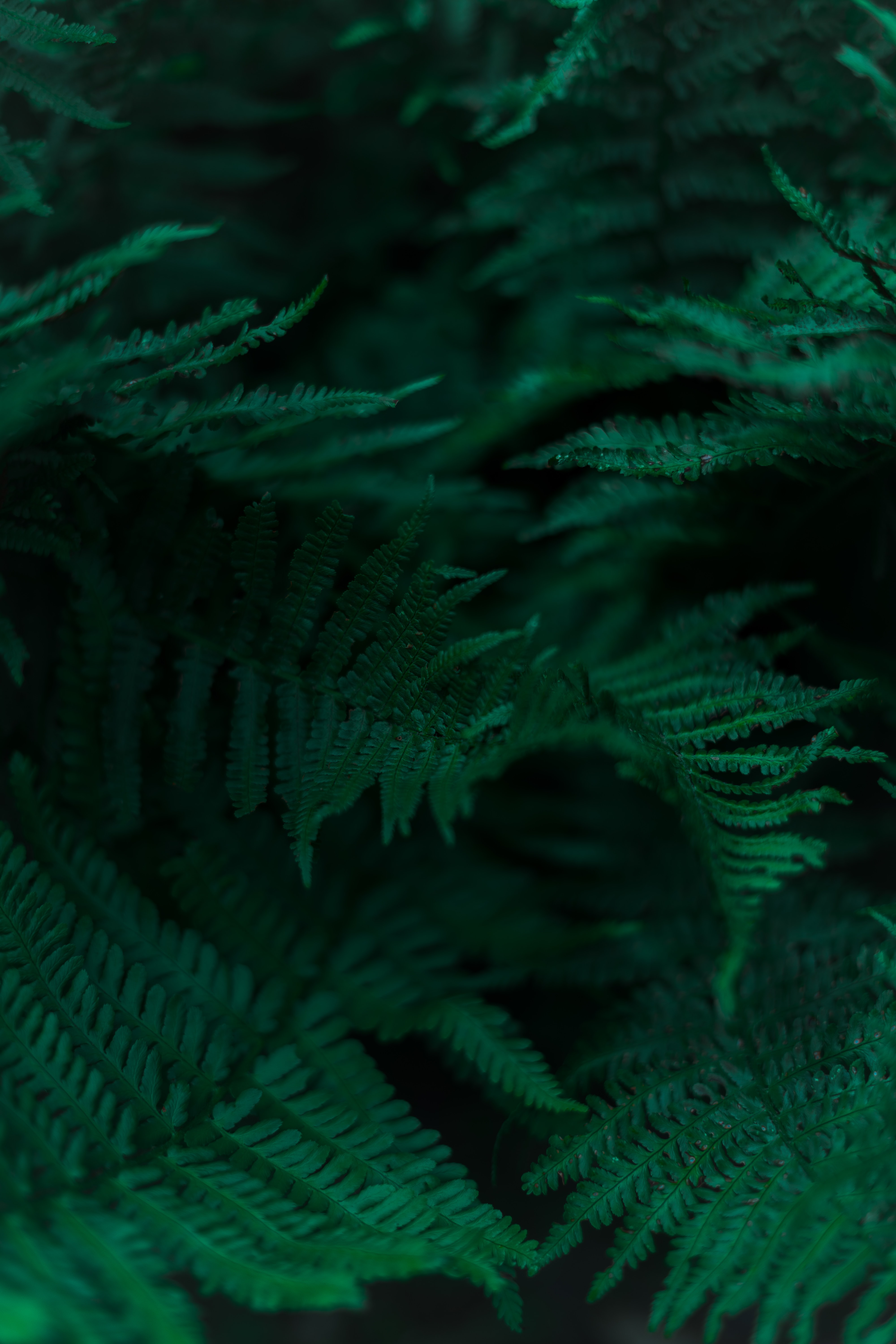 Download mobile wallpaper Branches, Fern, Leaves, Macro for free.