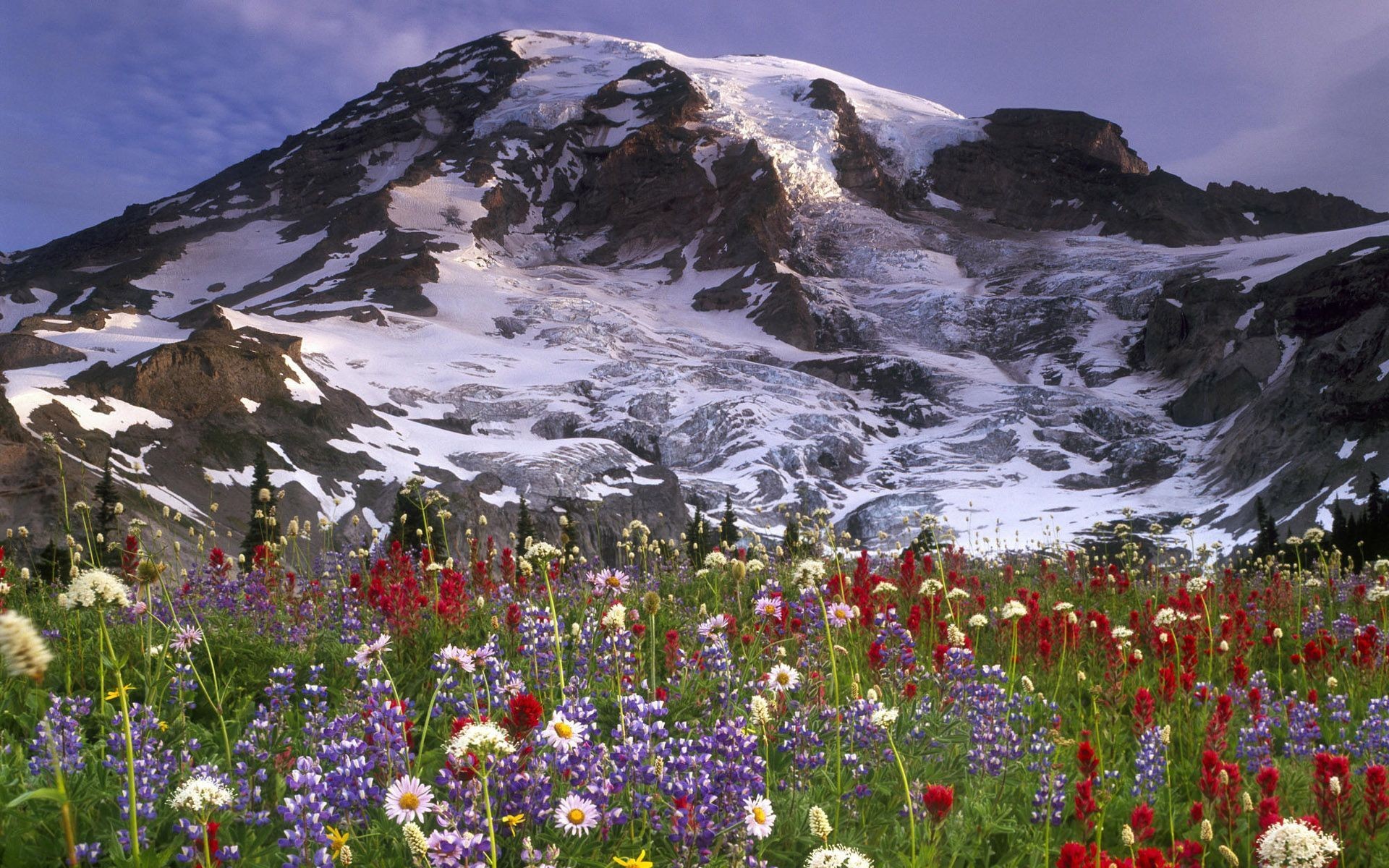 Download mobile wallpaper Winter, Mountain, Flower, Earth for free.