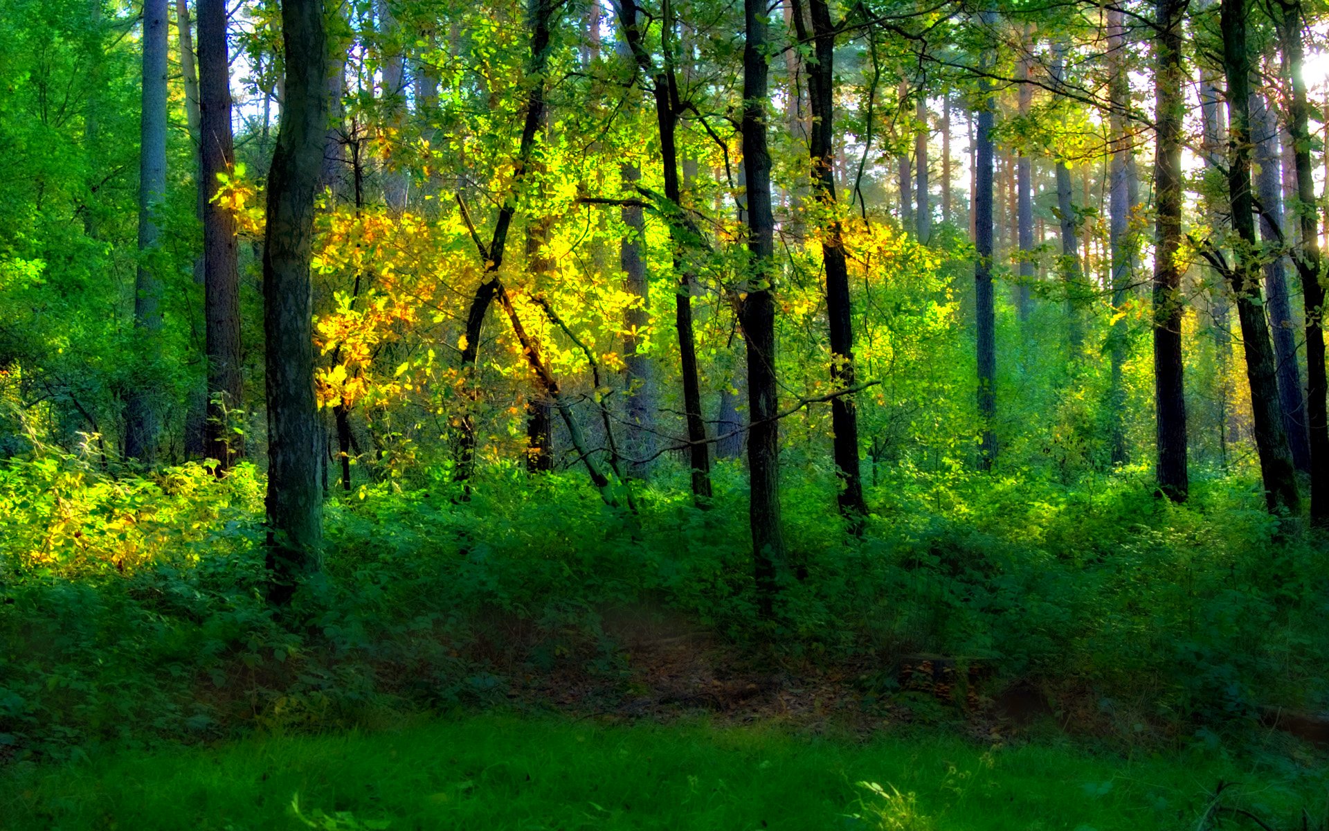 Скачать обои бесплатно Лес, Зеленый, Солнечный Свет, Земля/природа картинка на рабочий стол ПК
