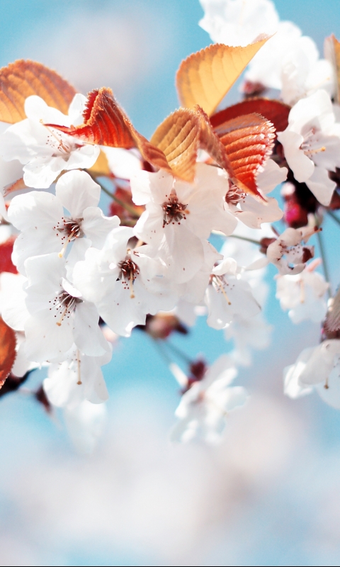 1083585 Bildschirmschoner und Hintergrundbilder Blumen auf Ihrem Telefon. Laden Sie  Bilder kostenlos herunter