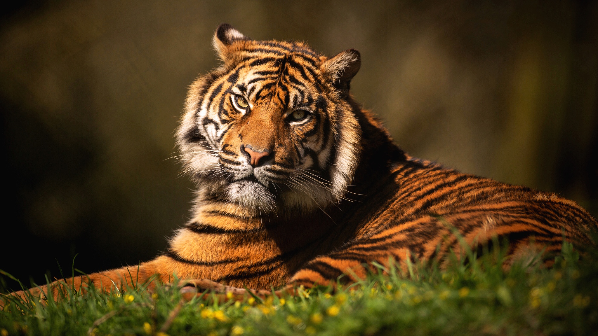 Téléchargez des papiers peints mobile Animaux, Chats, Tigre gratuitement.