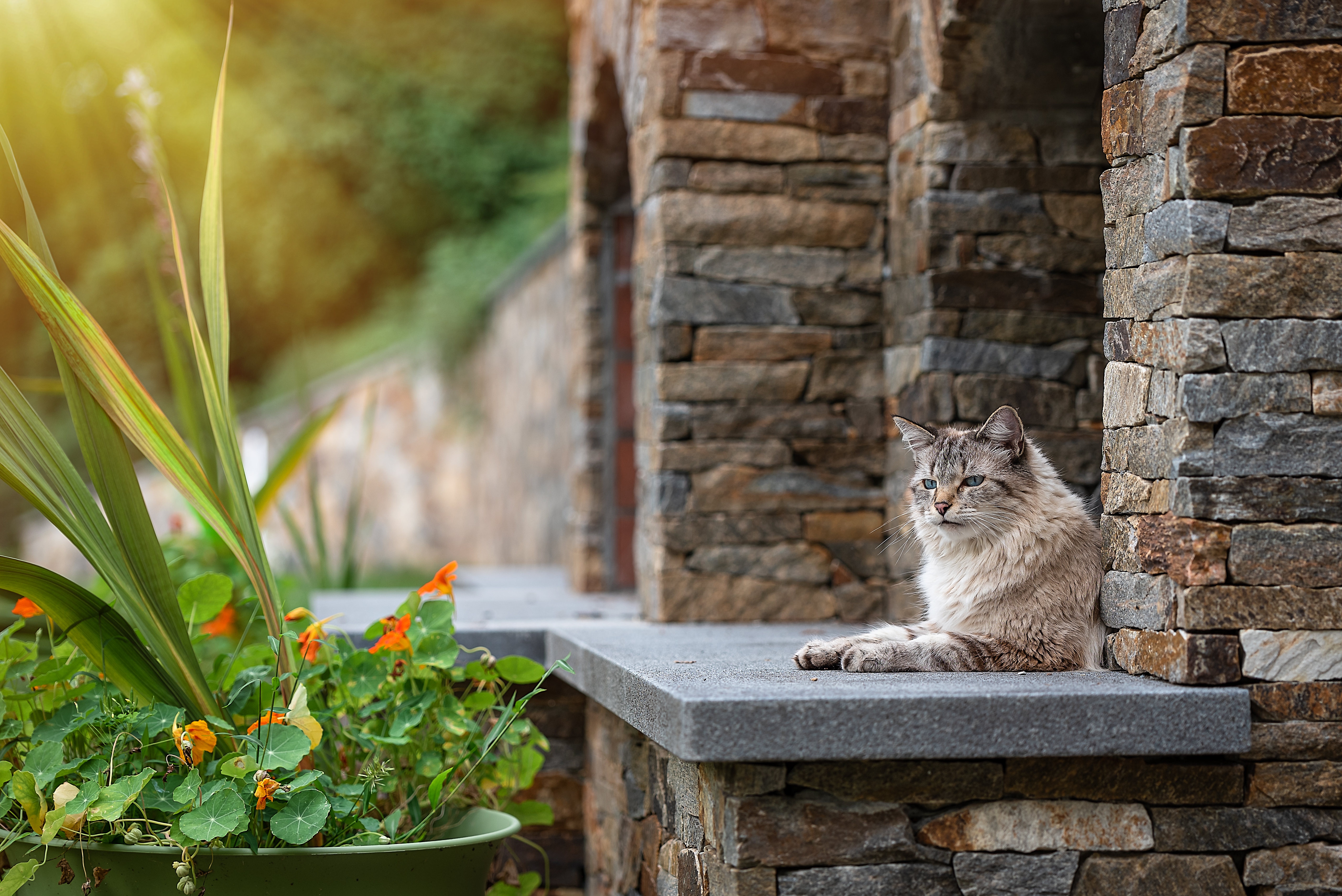 PCデスクトップに動物, ネコ, 猫画像を無料でダウンロード