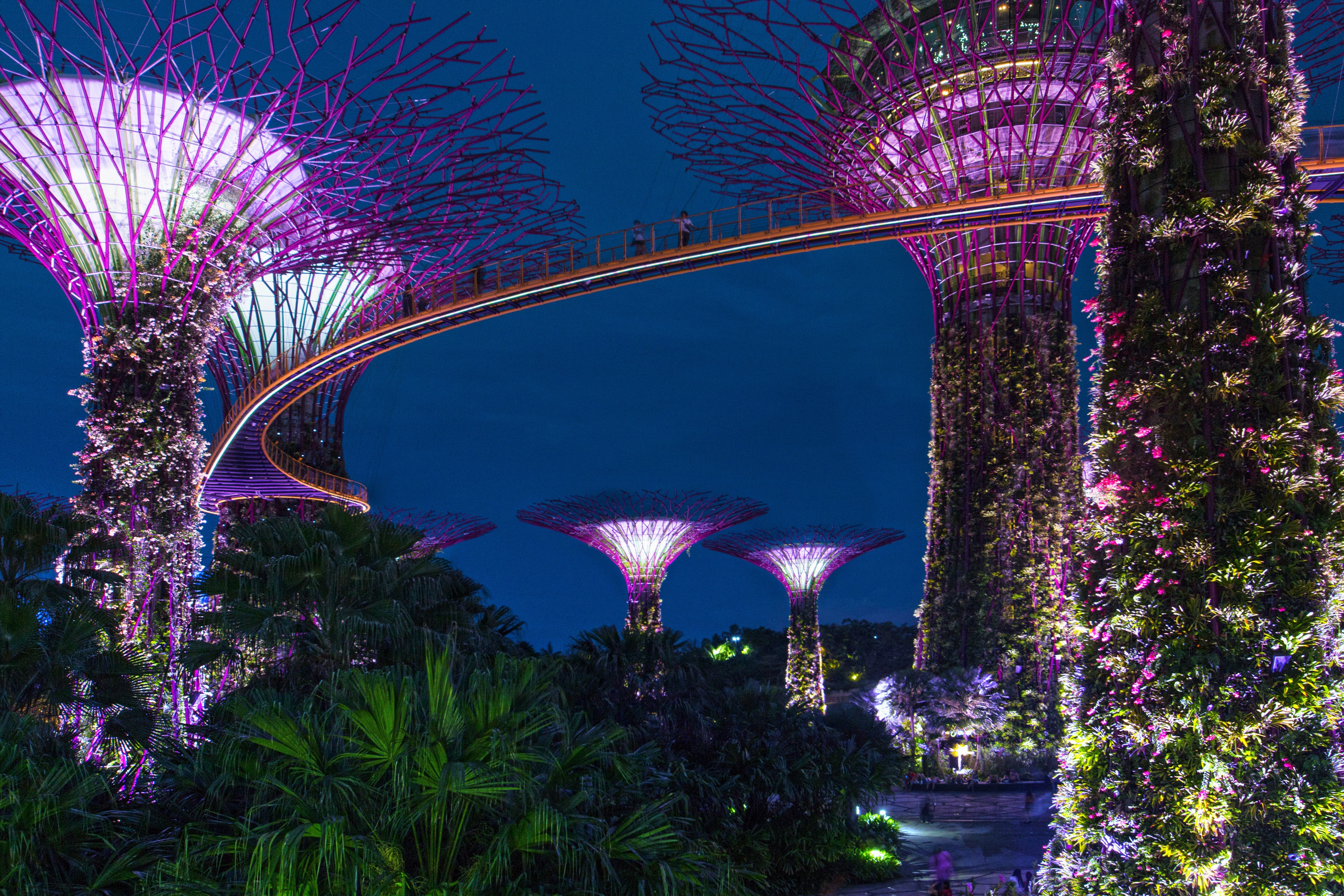 Baixe gratuitamente a imagem Noite, Luz, Árvore, Feito Pelo Homem, Singapura, Marina Bay Sands na área de trabalho do seu PC