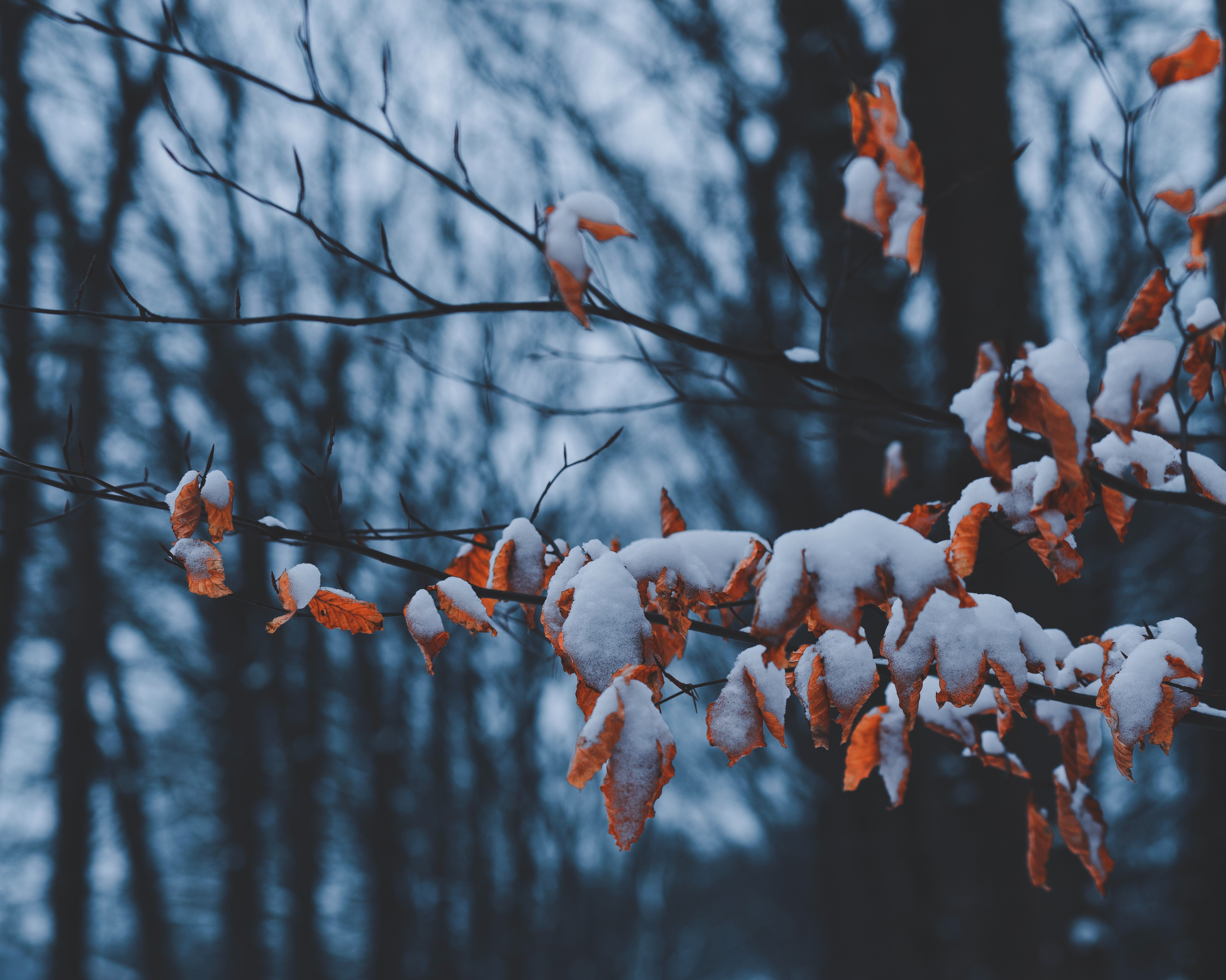 Скачать картинку Зима, Природа, Снег, Ветки, Листья в телефон бесплатно.