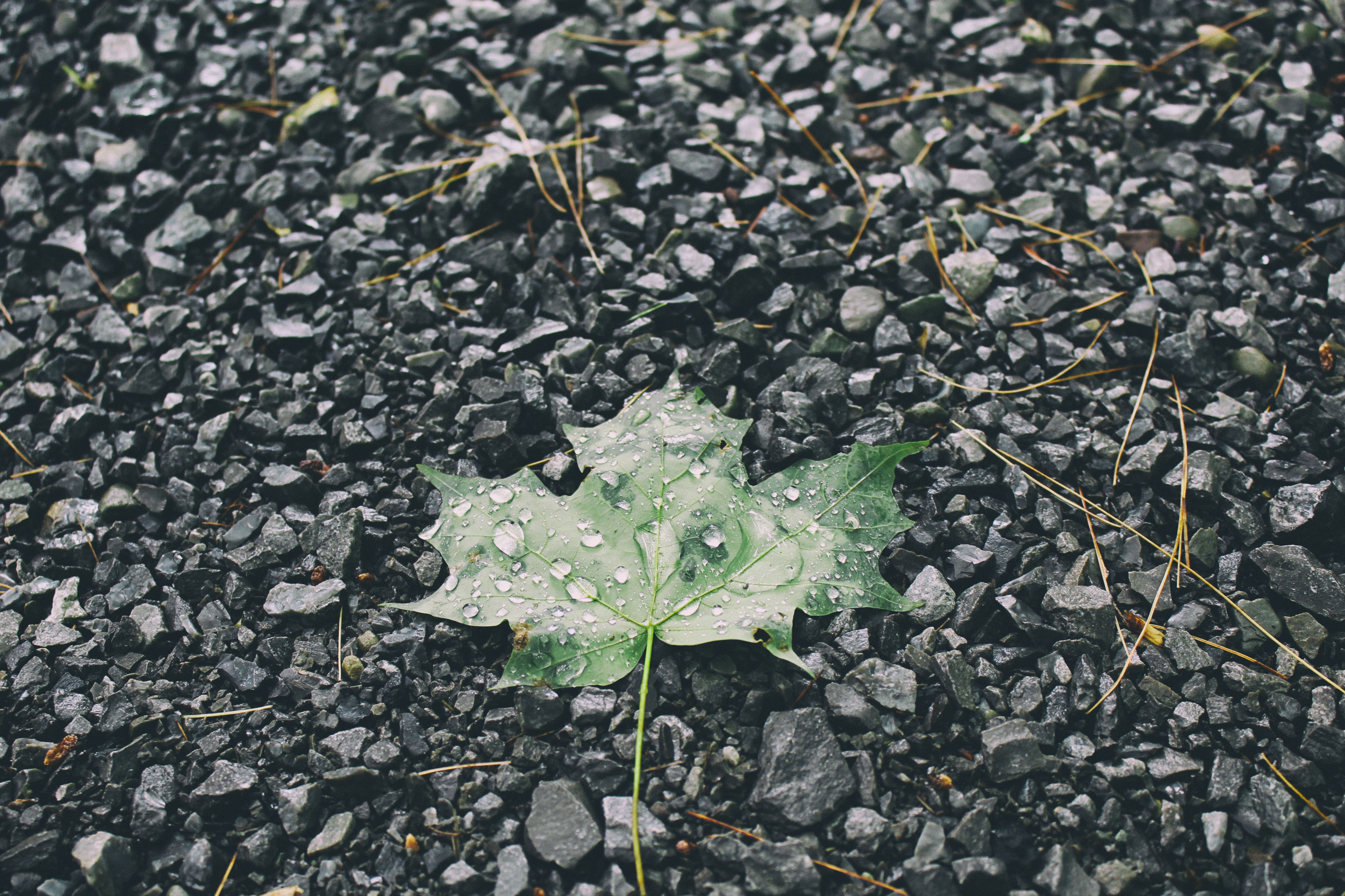 stones, nature, drops, sheet, leaf