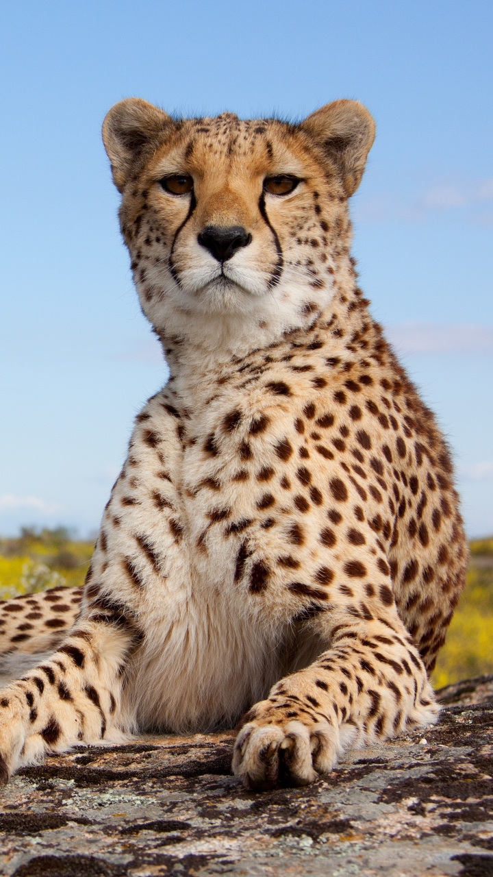 Handy-Wallpaper Tiere, Katzen, Gepard kostenlos herunterladen.