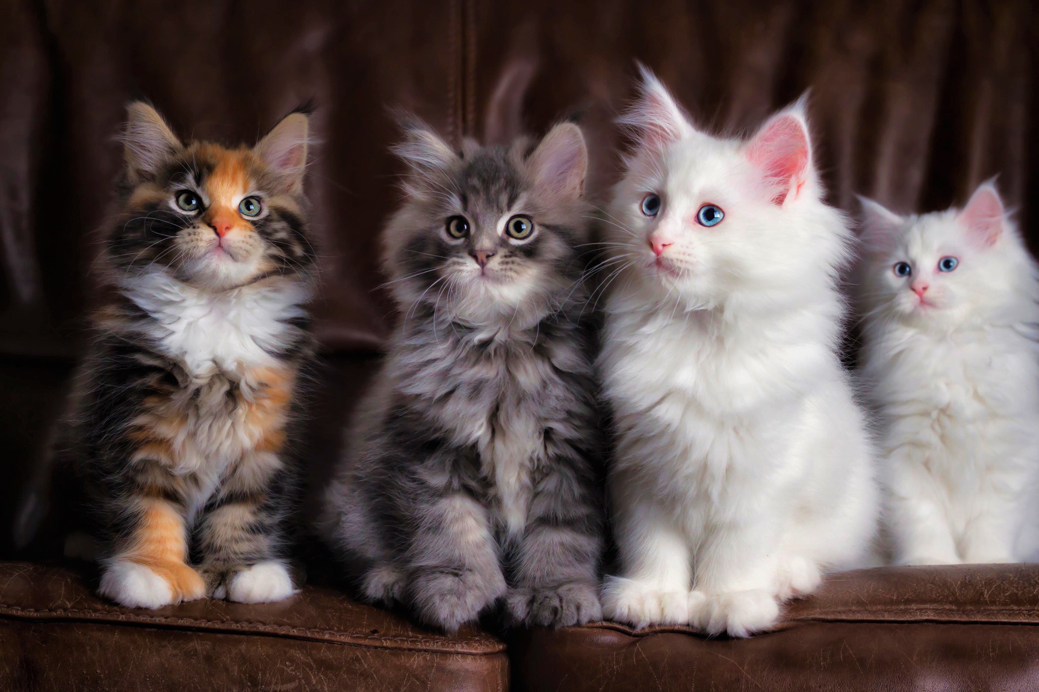 animal, cat, baby animal, cute, fluffy, kitten, cats Panoramic Wallpaper