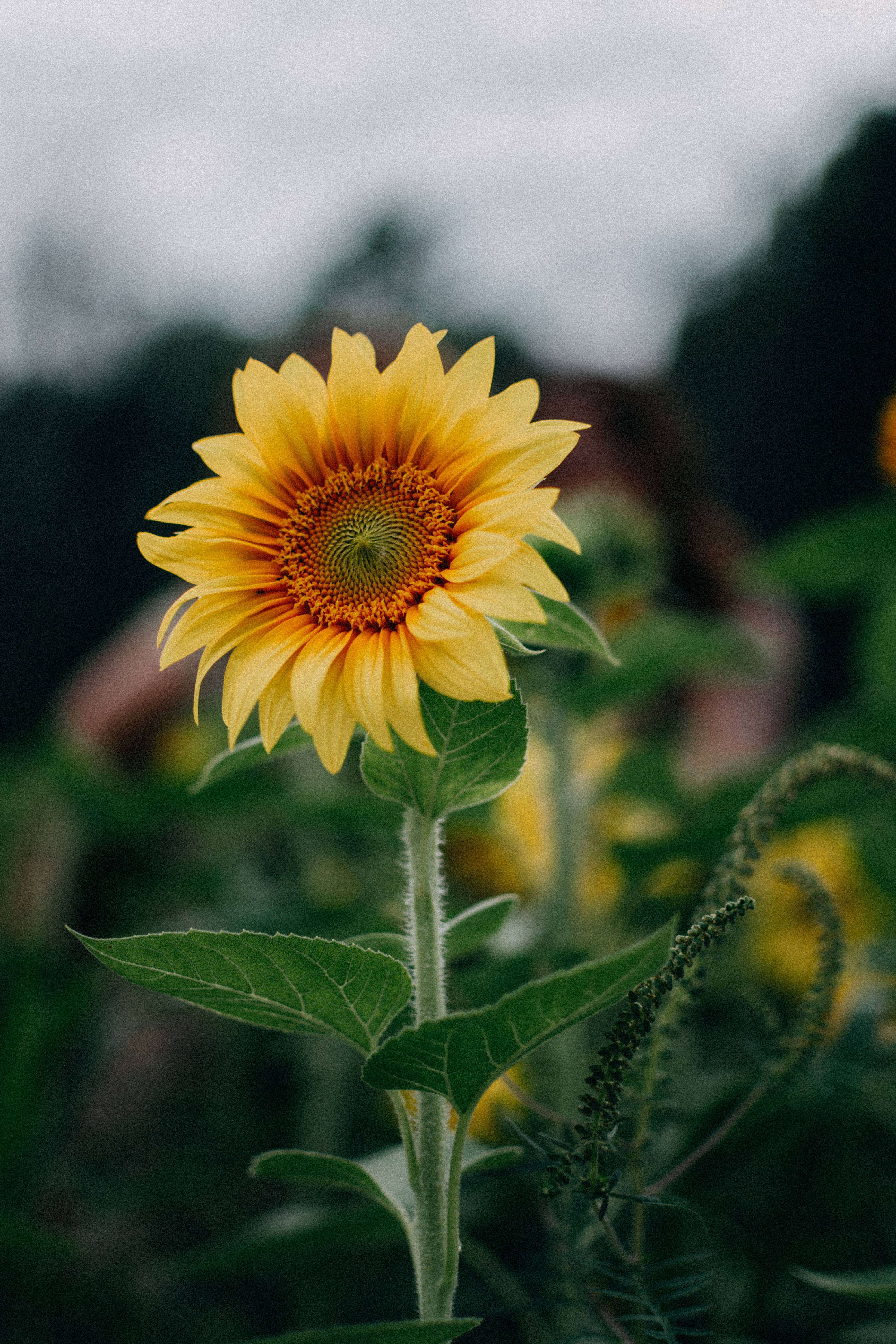 Free download wallpaper Sunflower, Flowers, Summer, Field, Flower on your PC desktop