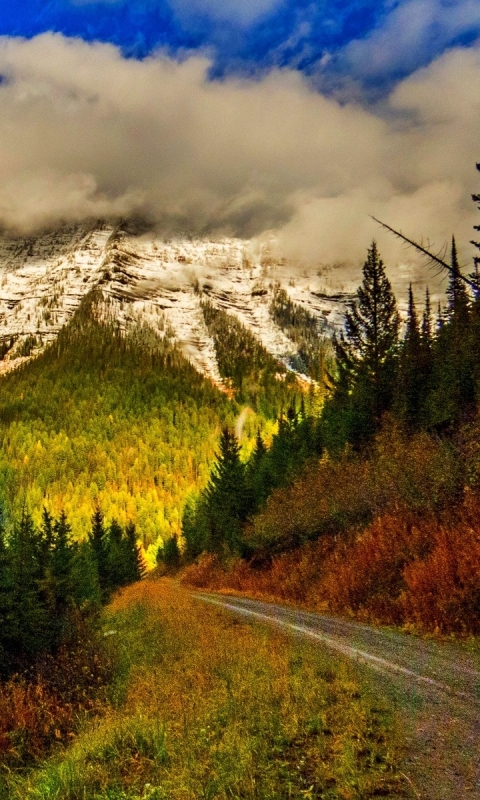 無料モバイル壁紙風景, 木, 山, 道, 森, 霧, 地球, 山岳, 未舗装の道路をダウンロードします。