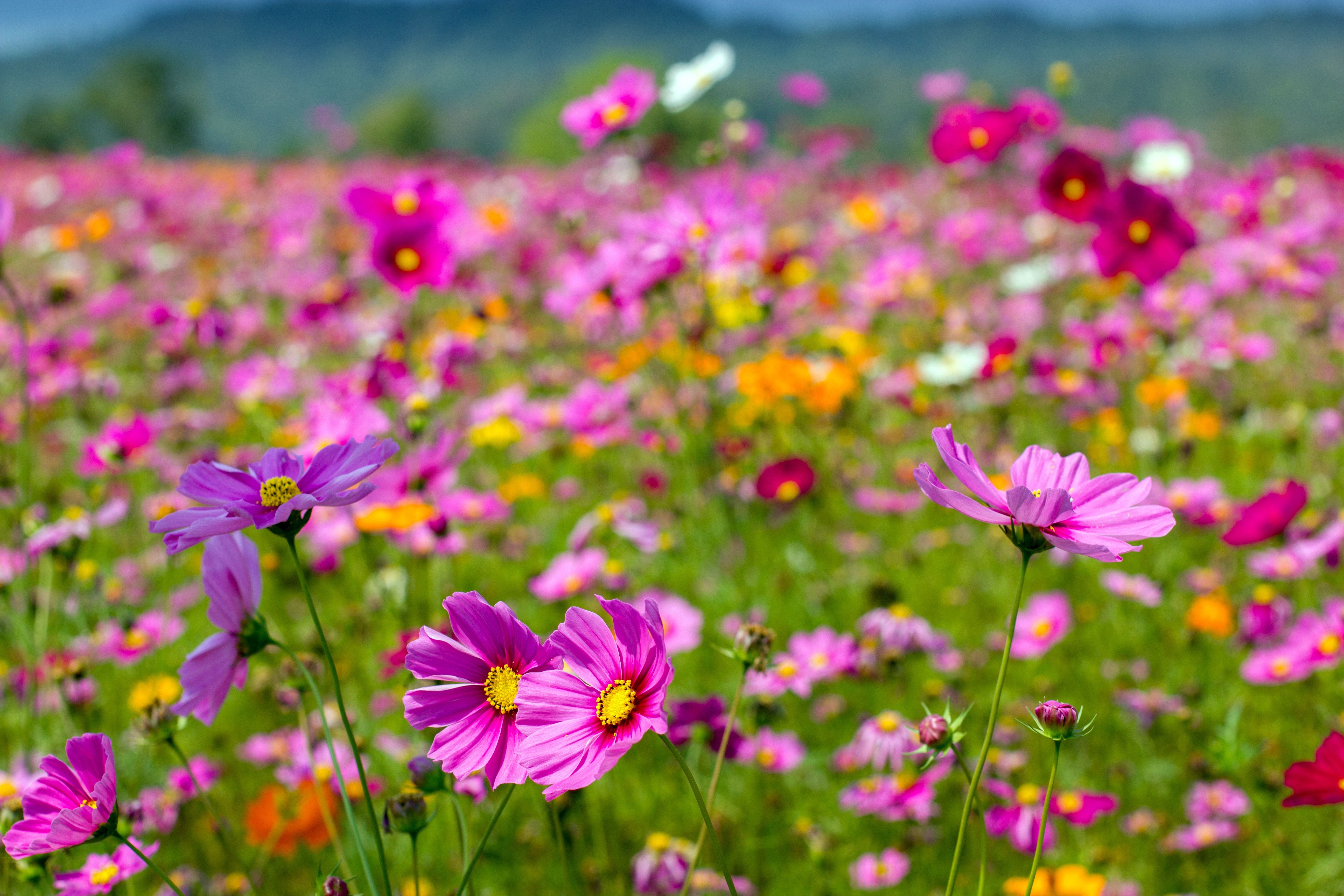 Laden Sie das Natur, Blumen, Sommer, Blume, Lila Blume, Erde/natur, Kosmeen-Bild kostenlos auf Ihren PC-Desktop herunter