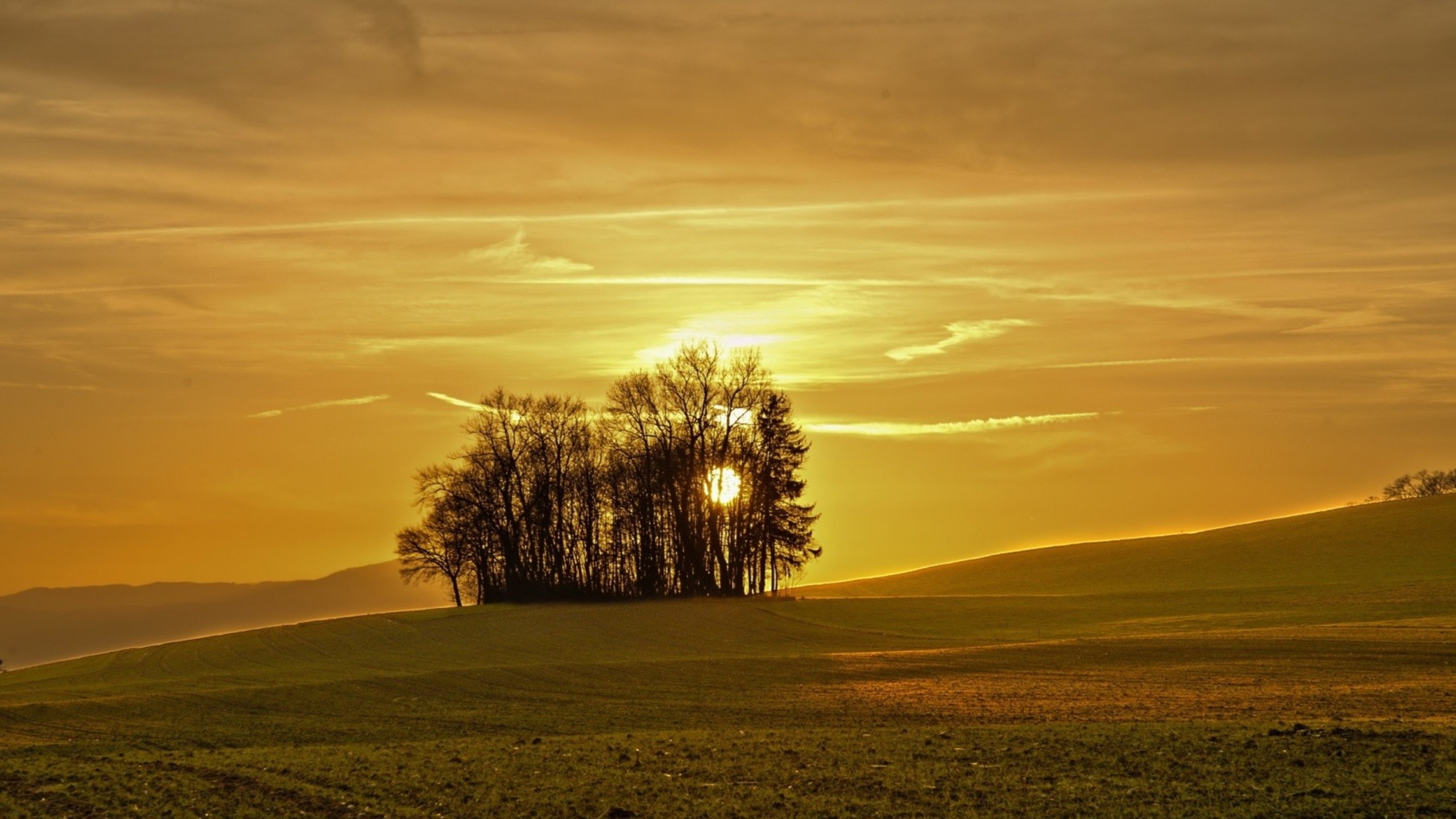 Free download wallpaper Trees, Tree, Earth on your PC desktop