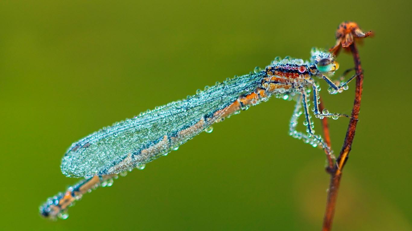 Baixe gratuitamente a imagem Animais, Natureza, Libélula na área de trabalho do seu PC