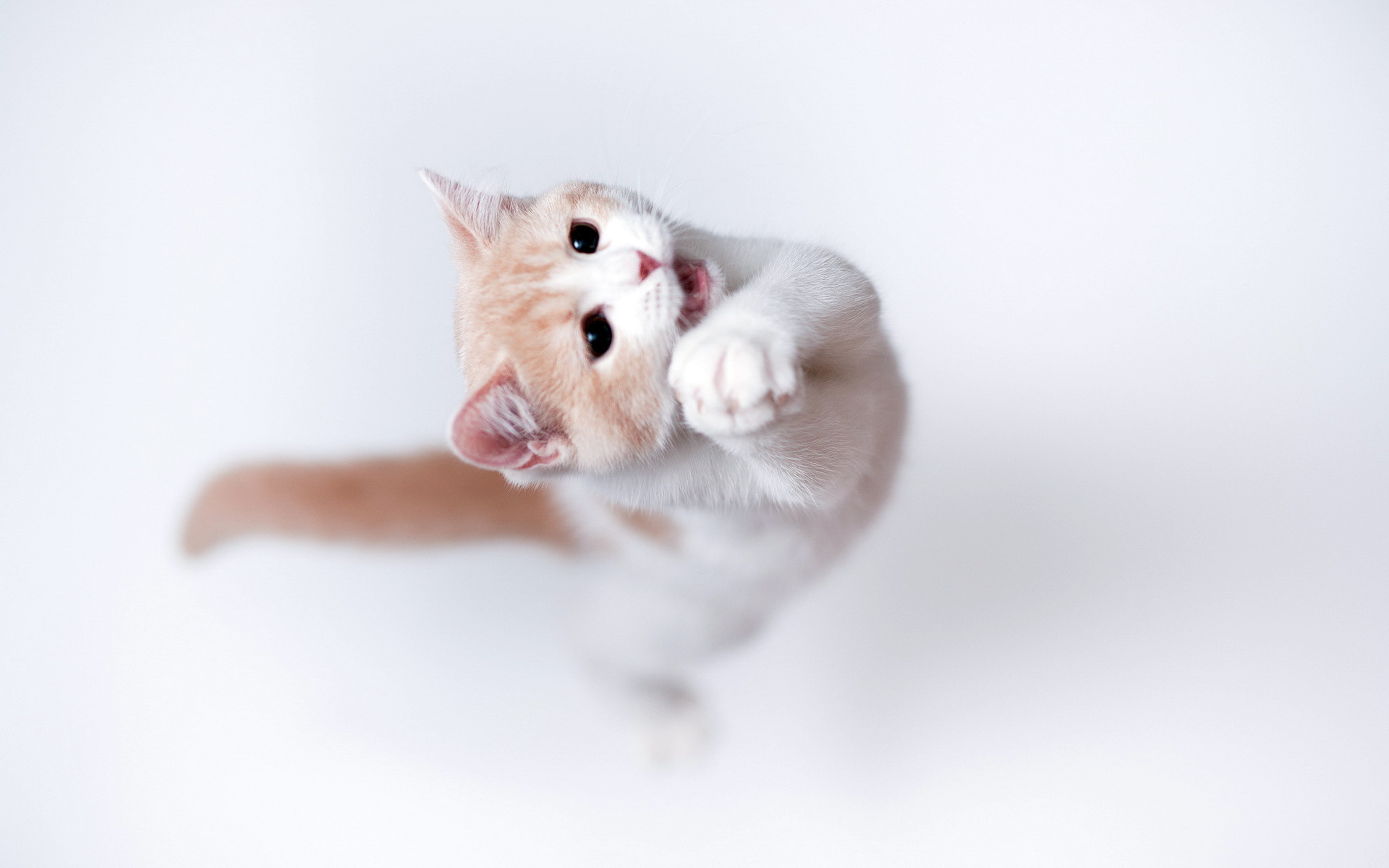 Free download wallpaper Cat, Animal on your PC desktop