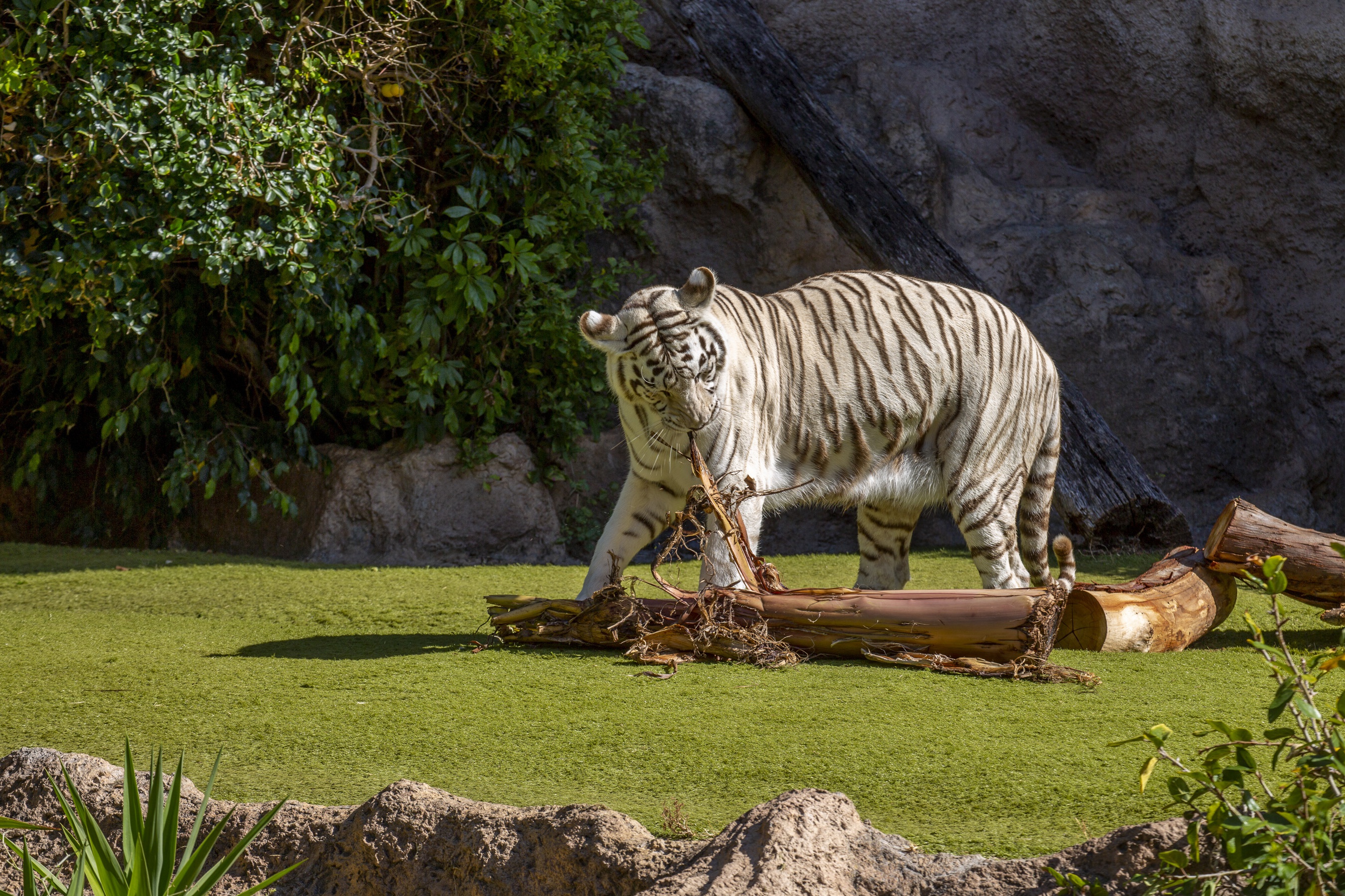 Скачати мобільні шпалери Тварина, Коти, Білий Тигр, Зоопарк безкоштовно.
