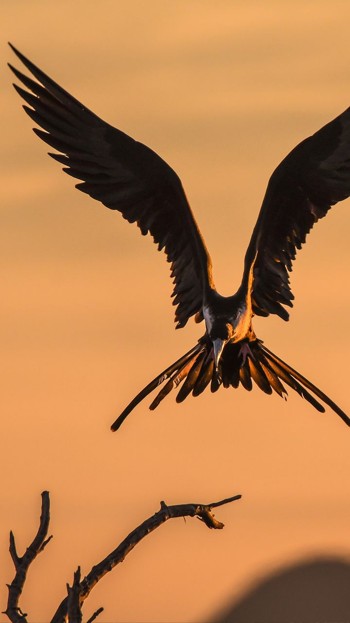 Descarga gratuita de fondo de pantalla para móvil de Animales, Aves, Ave.