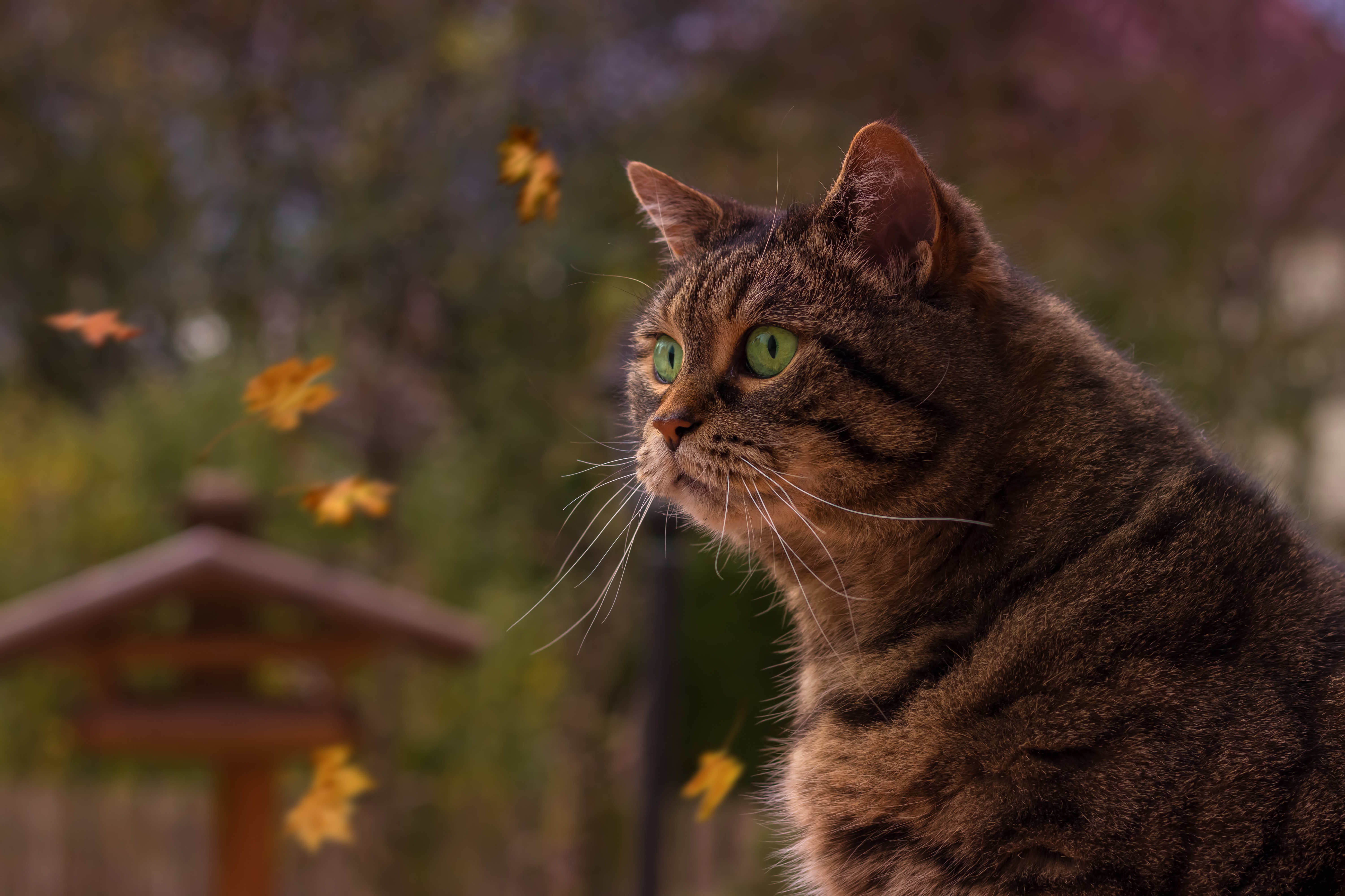 Download mobile wallpaper Cats, Cat, Animal, Depth Of Field for free.