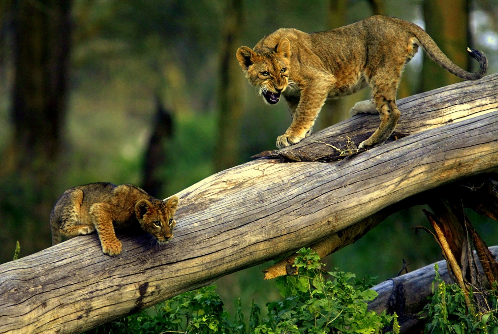 Free download wallpaper Cats, Lion, Animal on your PC desktop