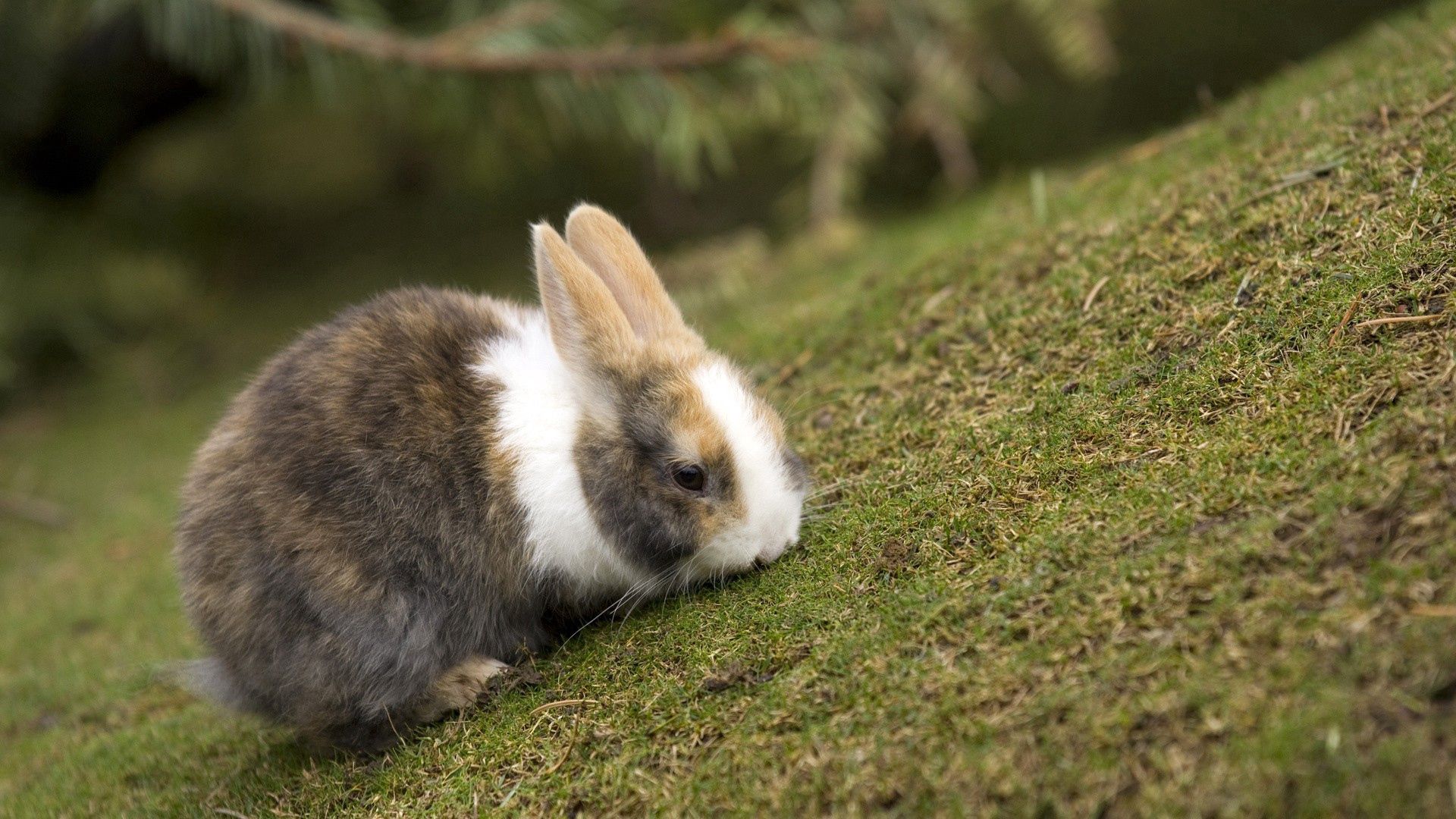Download mobile wallpaper Spotted, Spotty, Animals, Stroll, Food, Grass, Rabbit for free.
