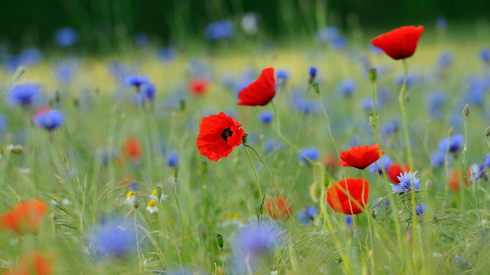 meadow, earth, poppy, cornflower, flower, nature, red flower, flowers