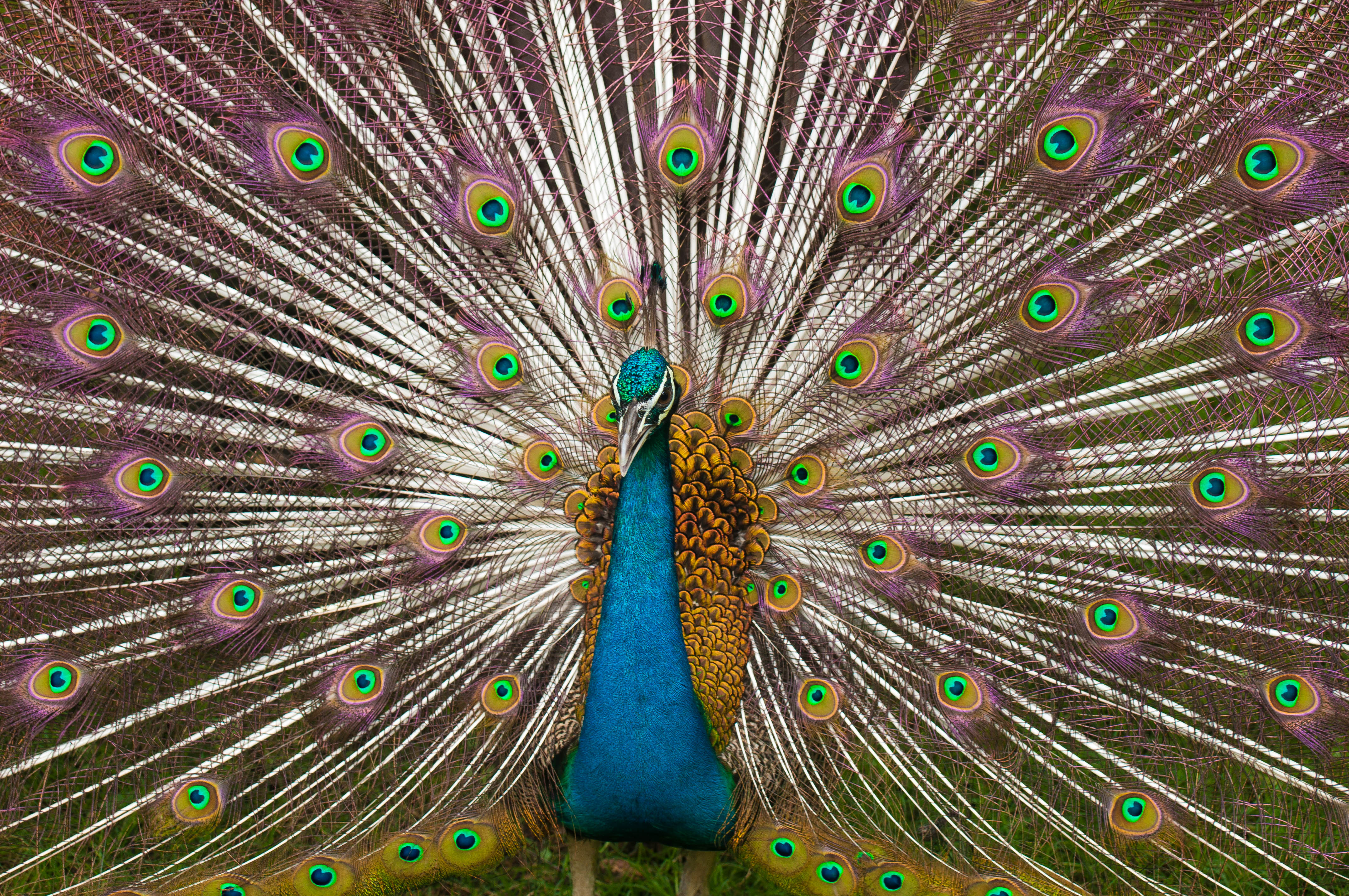 Download mobile wallpaper Peacock, Birds, Animal for free.