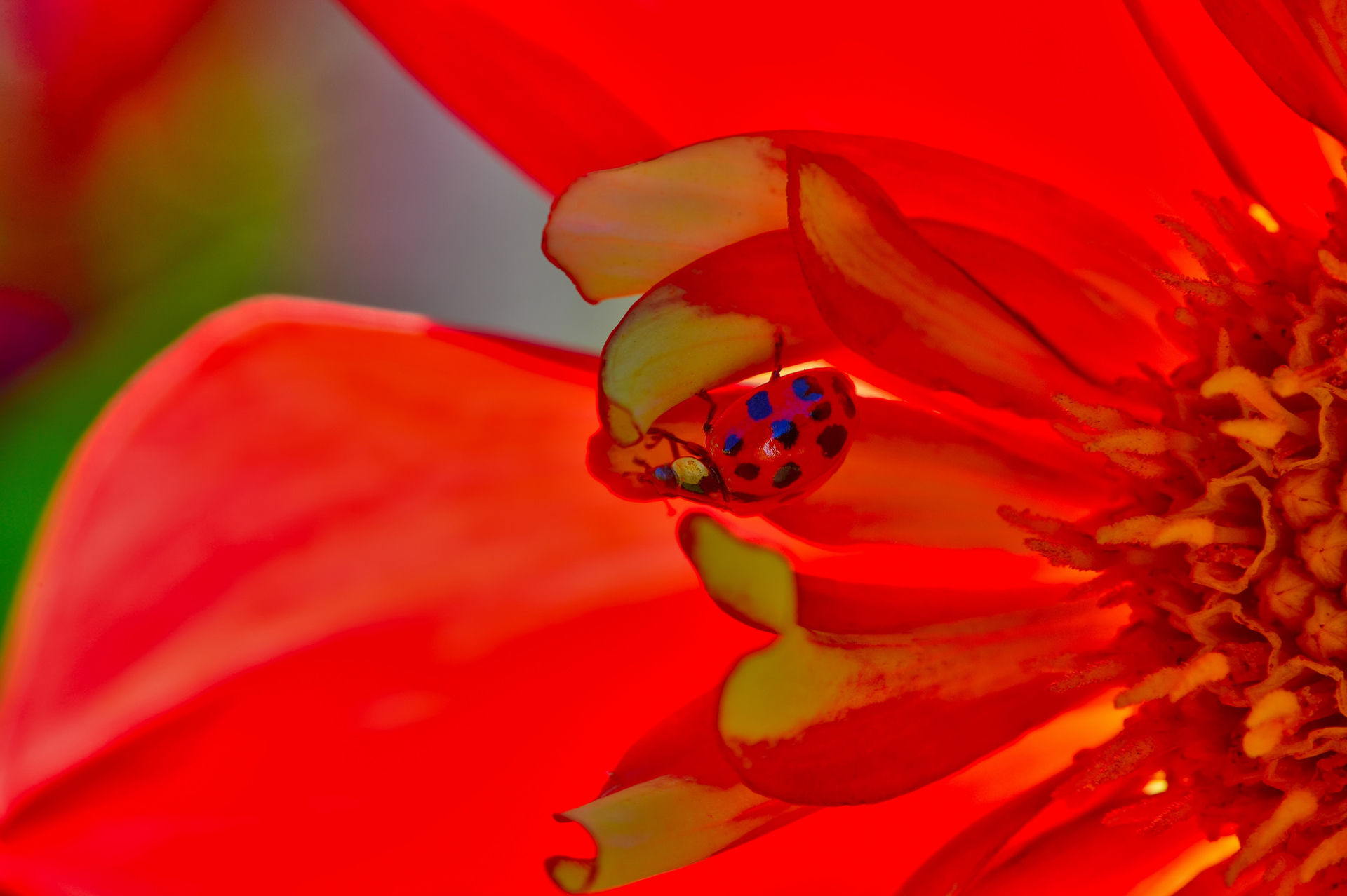 無料モバイル壁紙動物, てんとう虫, 大きい, 赤い花, 虫をダウンロードします。