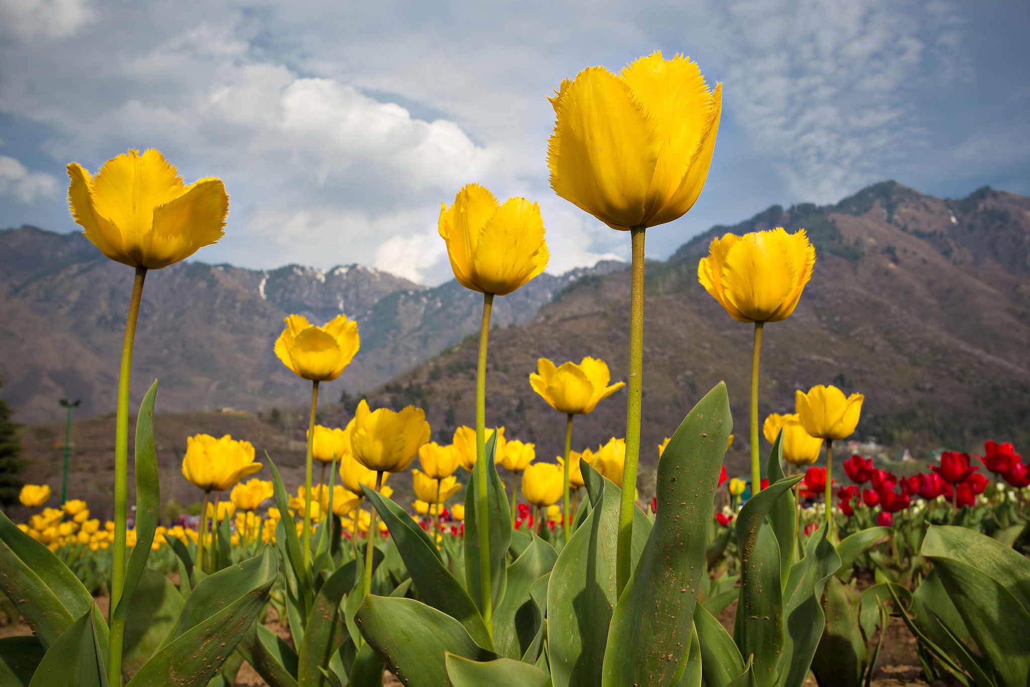 Baixar papel de parede para celular de Tulipa, Flores, Terra/natureza gratuito.