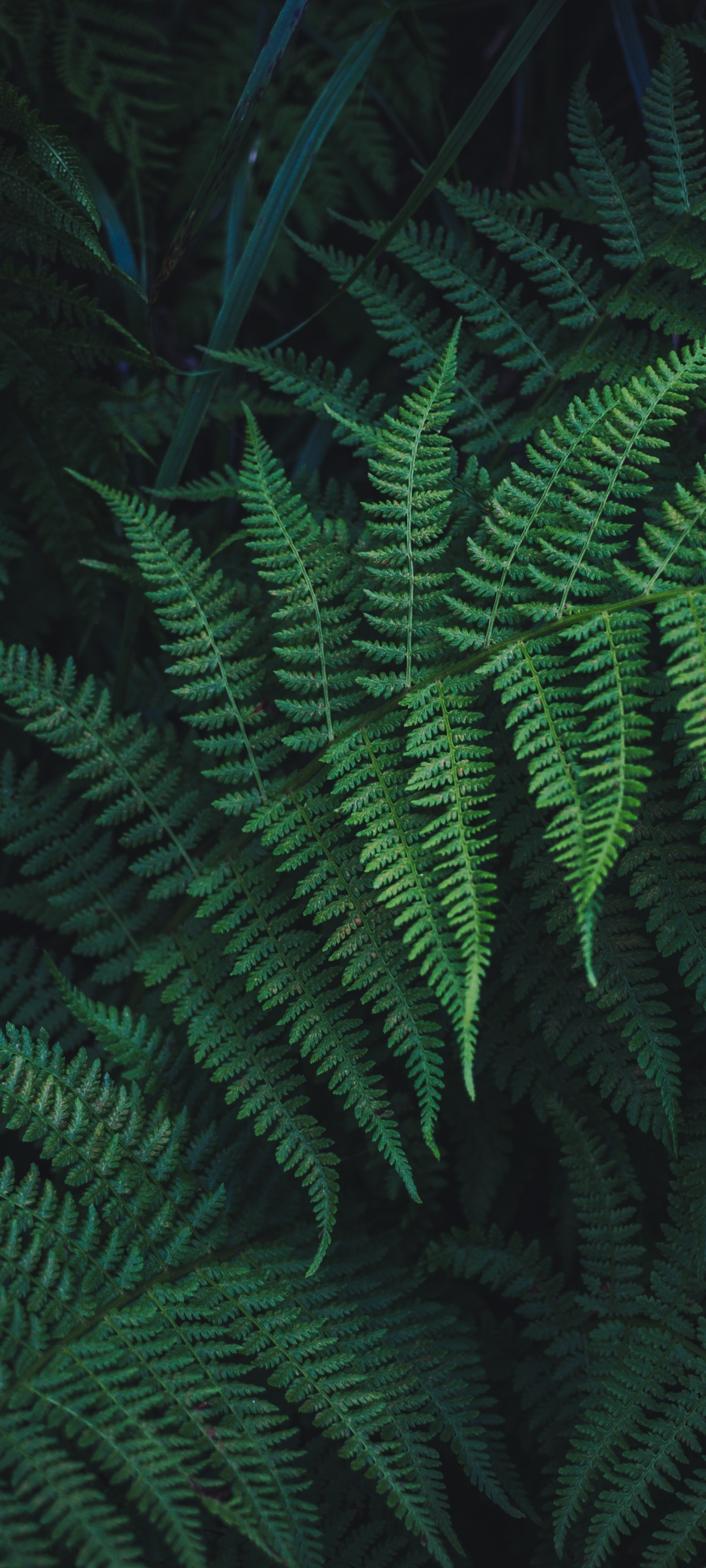 Download mobile wallpaper Nature, Fern, Earth, Greenery for free.