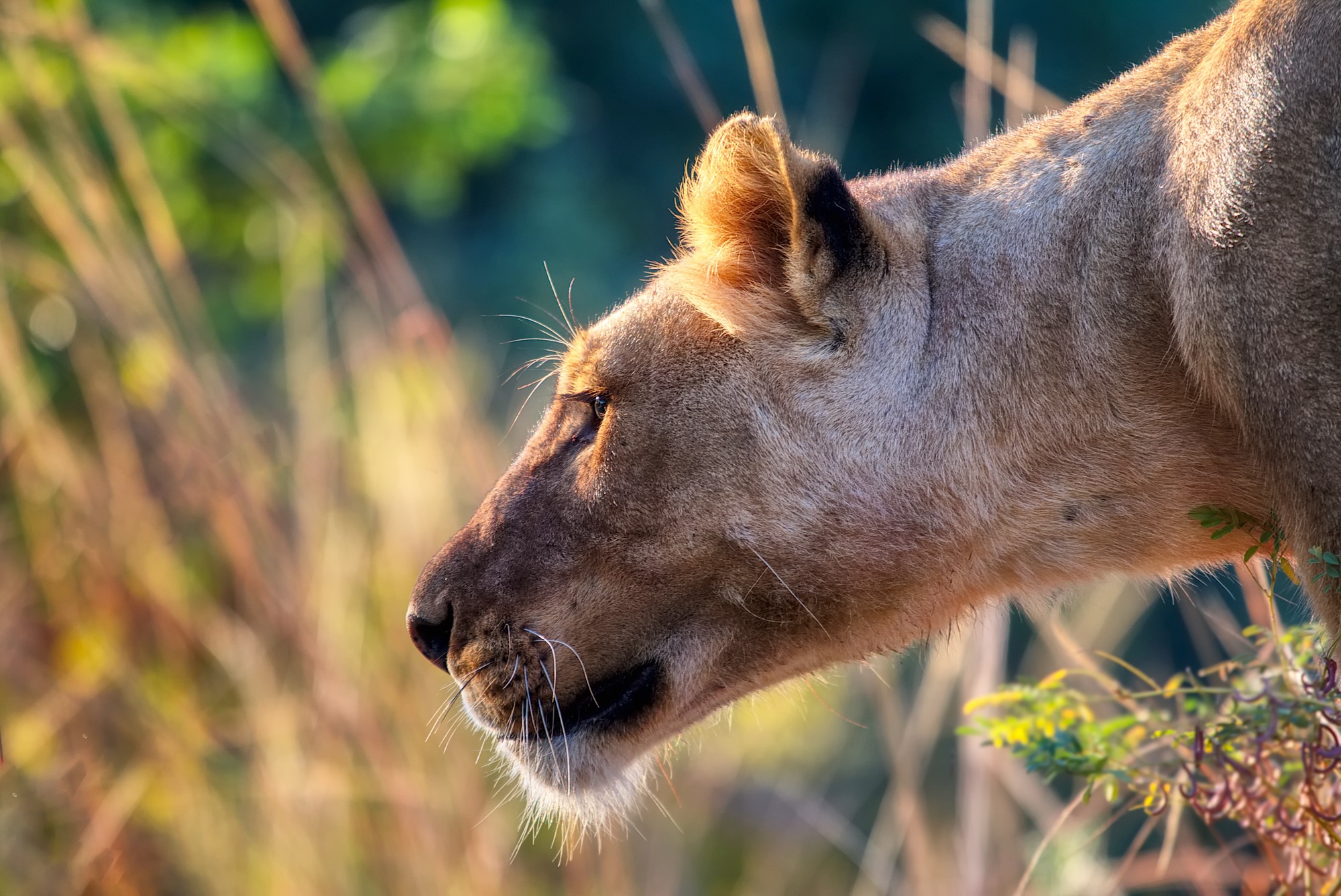 Téléchargez des papiers peints mobile Animaux, Chats, Lion gratuitement.