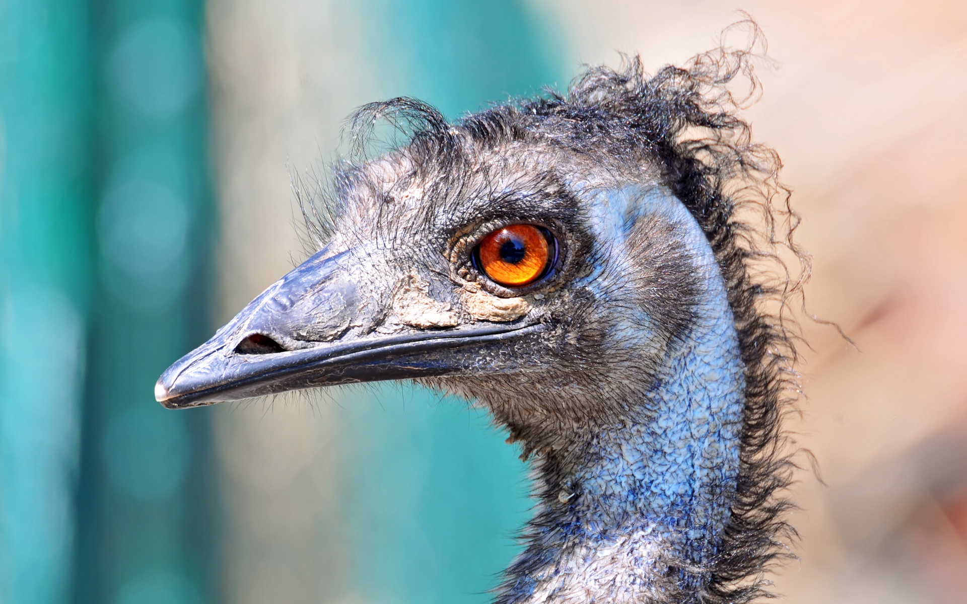 308515 Bild herunterladen tiere, emu, vögel - Hintergrundbilder und Bildschirmschoner kostenlos