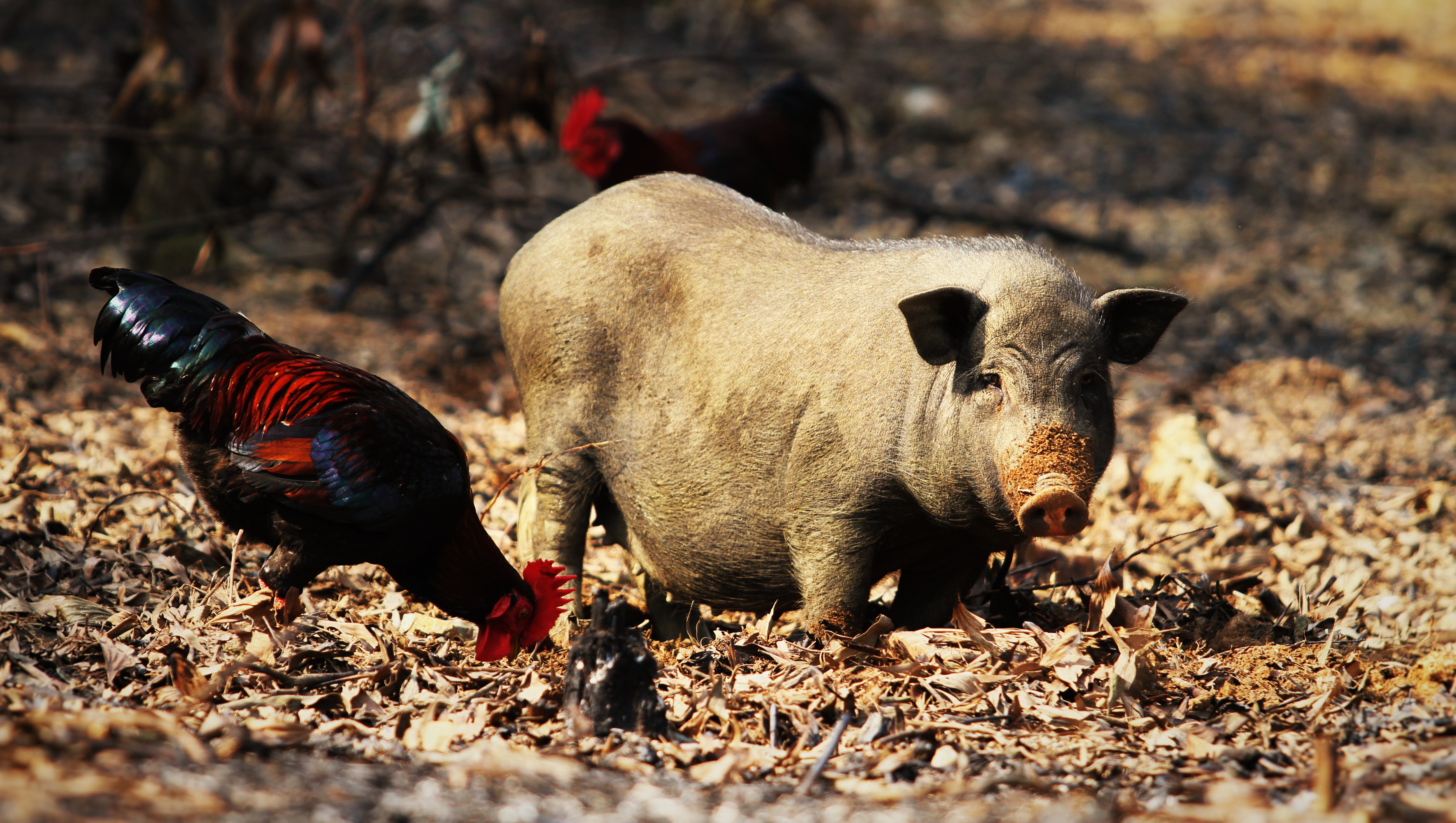 Laden Sie das Tiere, Schwein, Hähnchen-Bild kostenlos auf Ihren PC-Desktop herunter