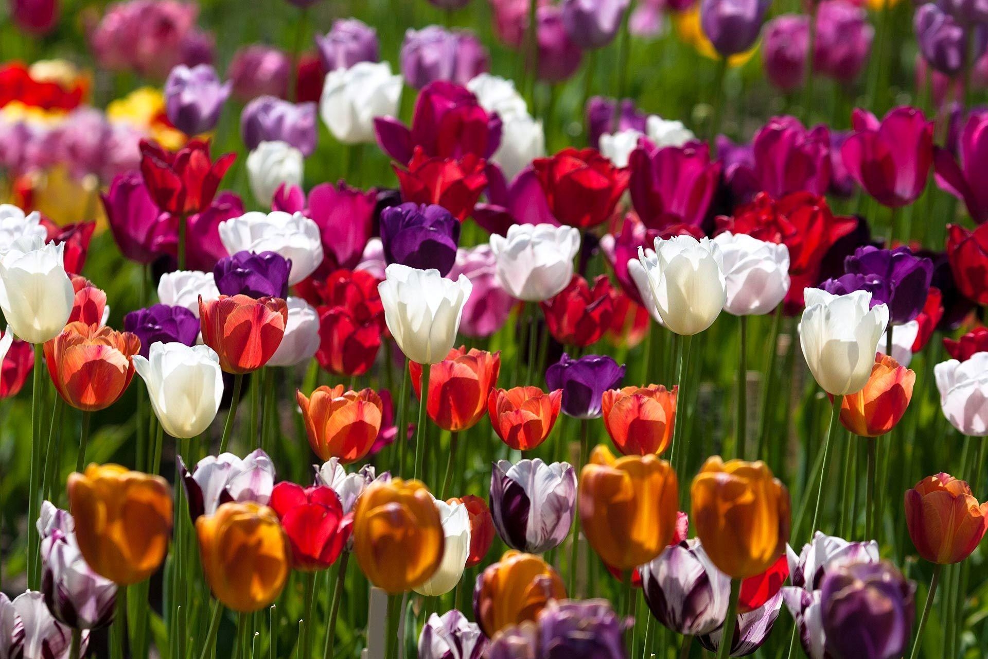 148395 скачать картинку тюльпаны, солнечно, цветы, разные, пестрые - обои и заставки бесплатно