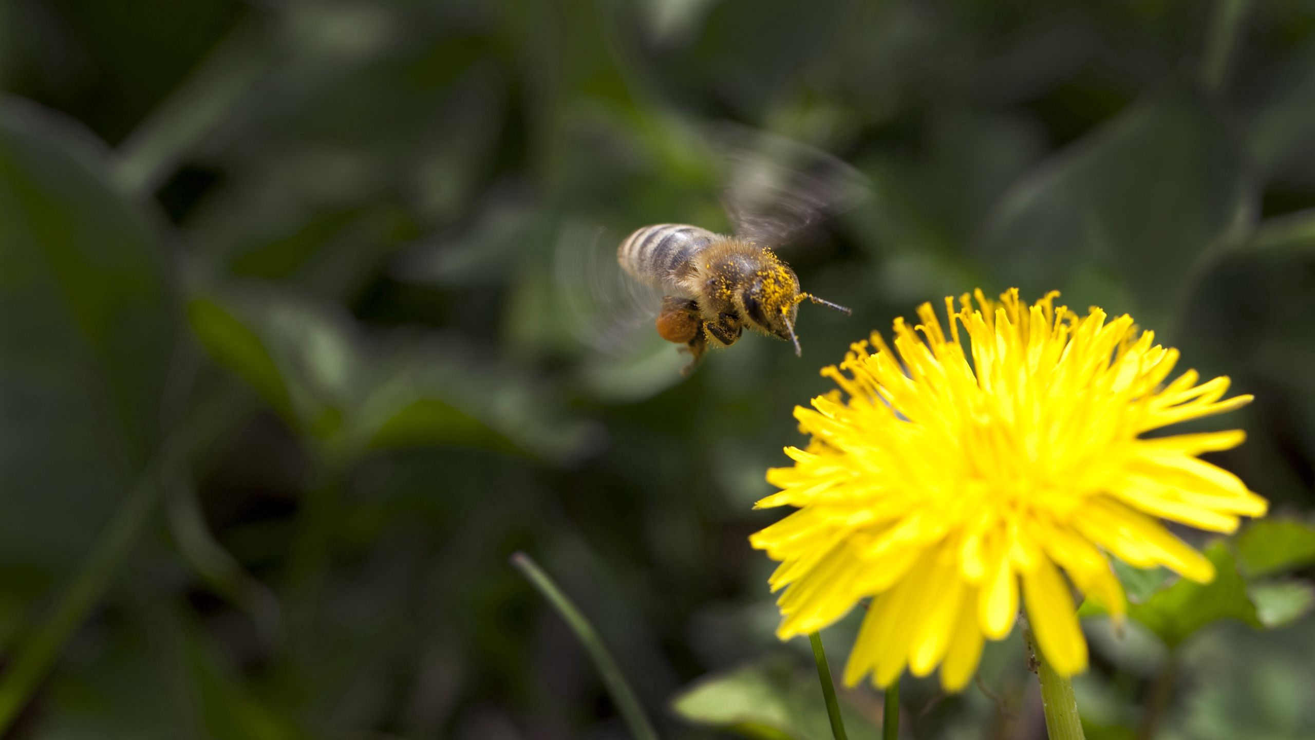 Laden Sie das Makro, Bestäubung, Blume, Biene-Bild kostenlos auf Ihren PC-Desktop herunter