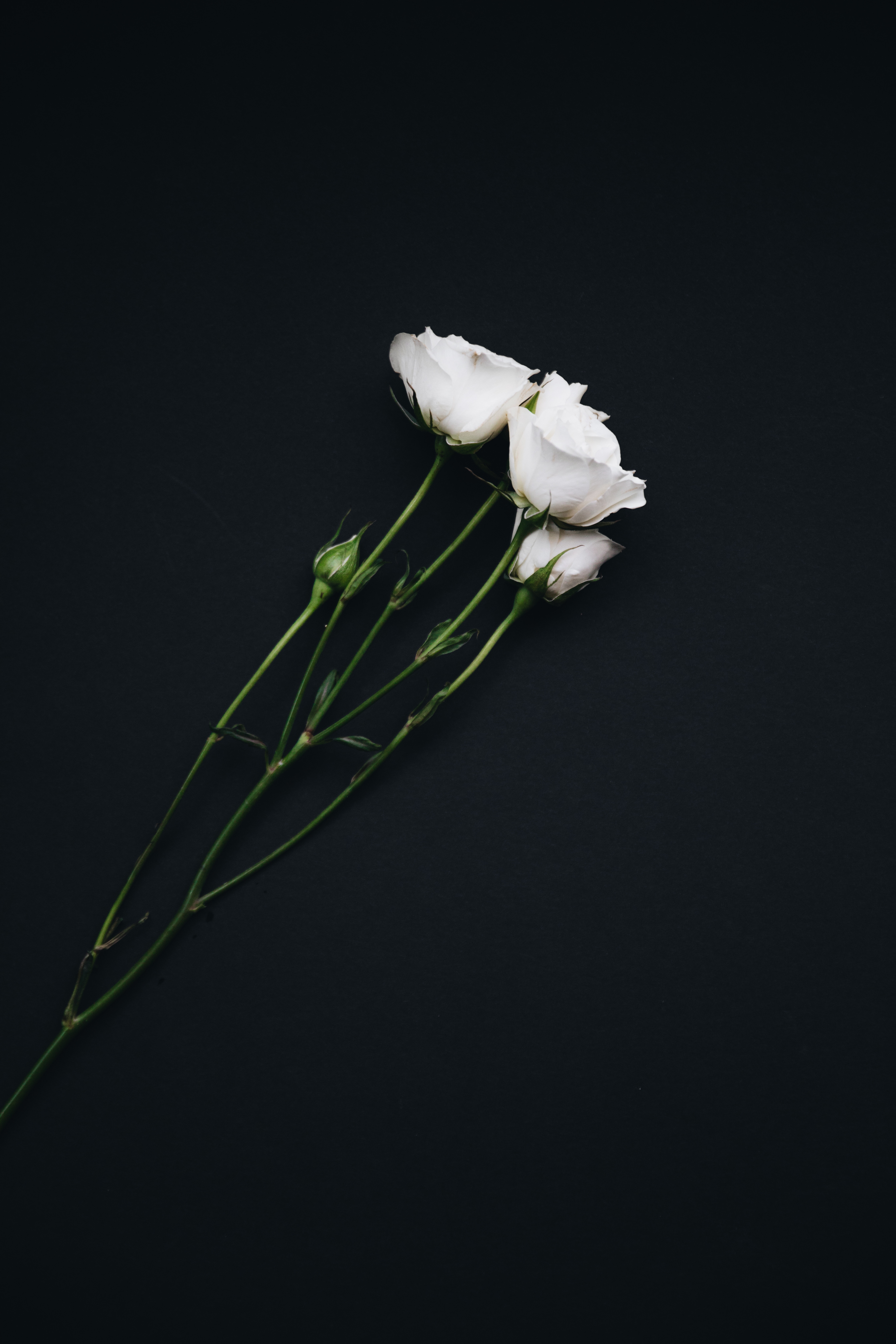 roses, black background, flowers, white, bouquet