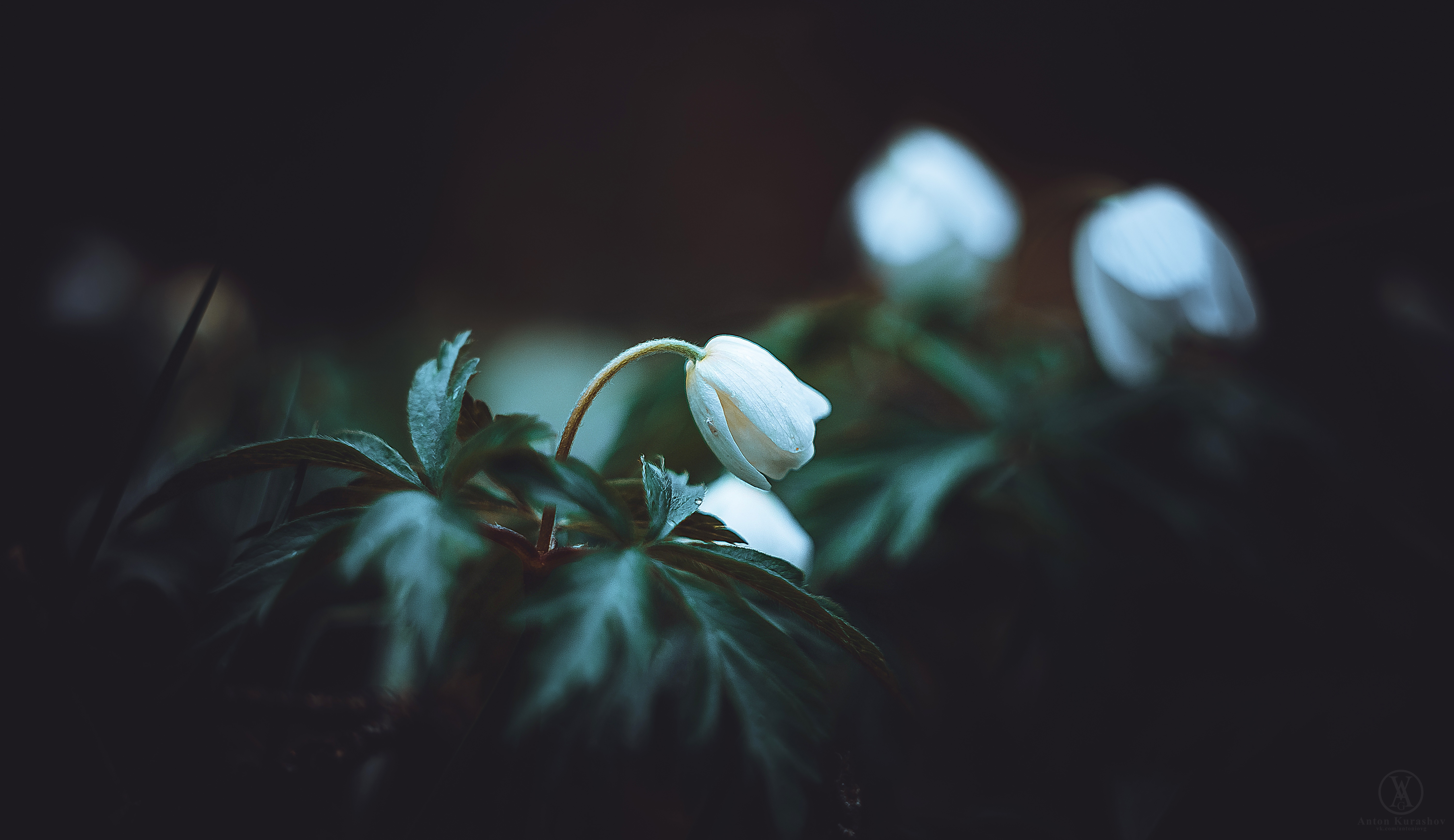 Free download wallpaper Flowers, Earth, Anemone on your PC desktop