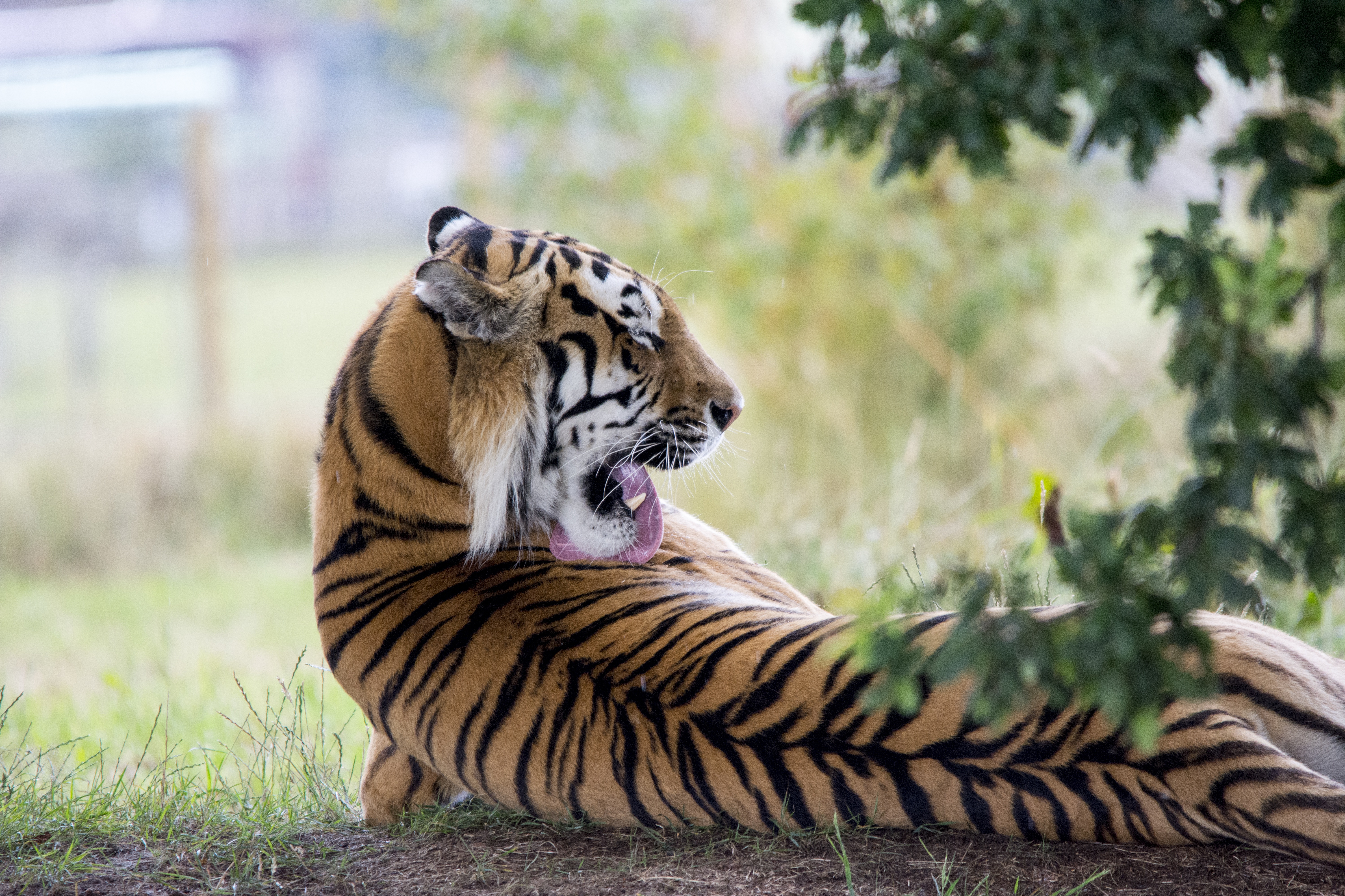 67768 скачать обои животные, хищник, тигр, облизываться, спина - заставки и картинки бесплатно