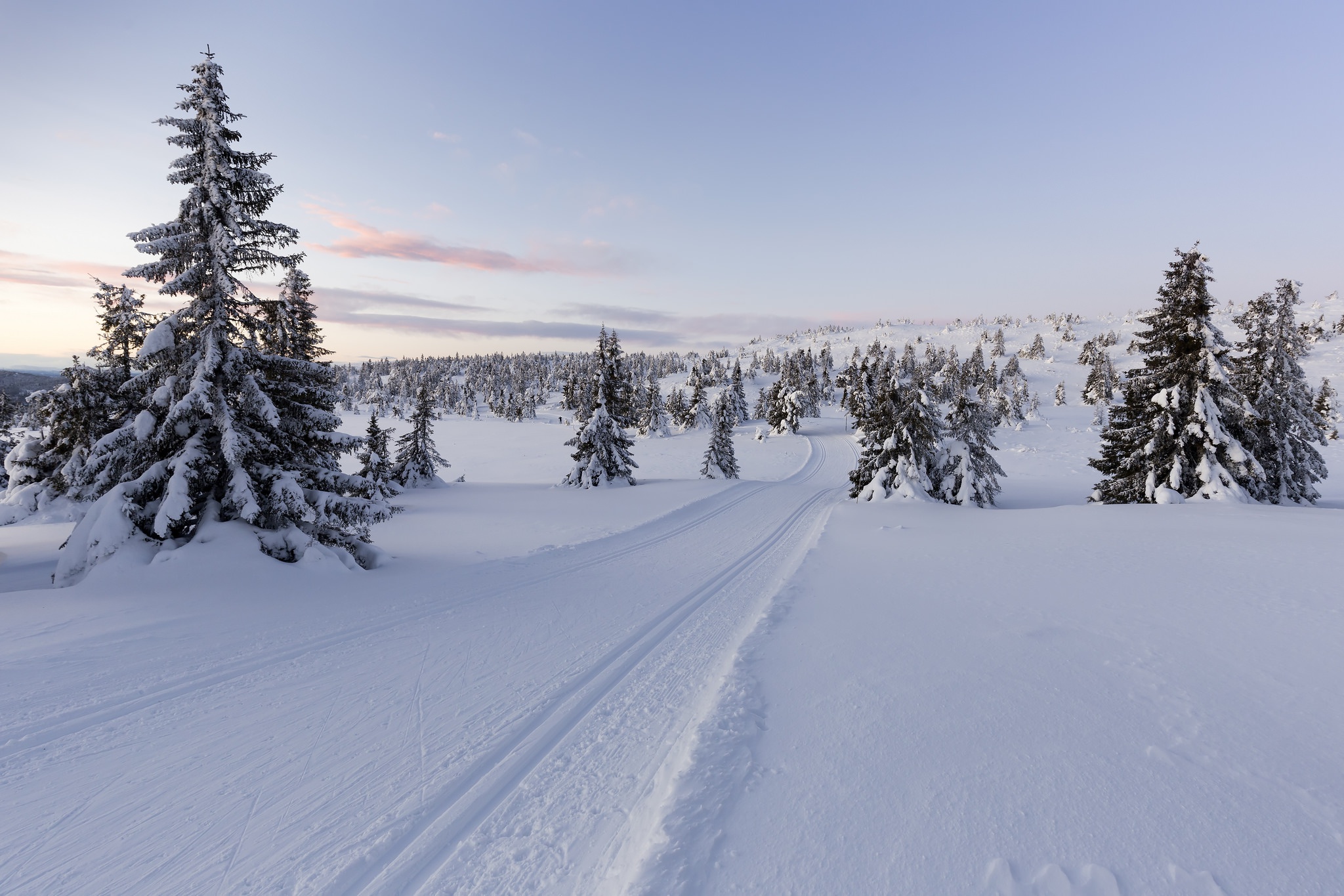 PCデスクトップに風景, 冬, 自然, 木, 雪, 道, 地球画像を無料でダウンロード