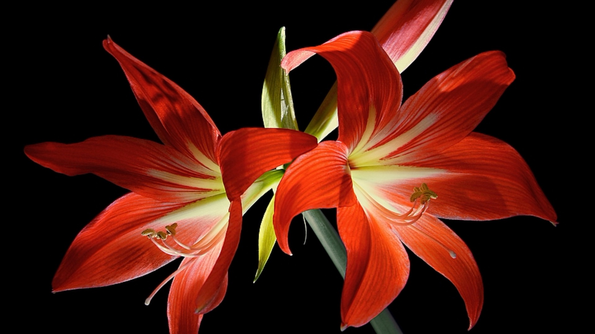 Descarga gratis la imagen Flores, Flor, De Cerca, Lirio, Flor Roja, Tierra/naturaleza en el escritorio de tu PC