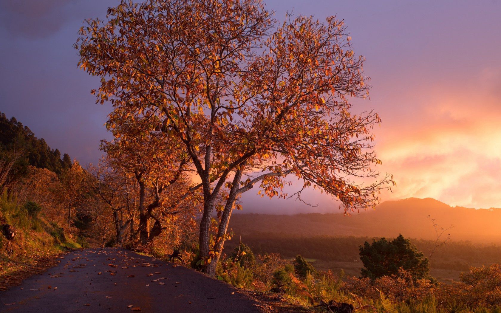 Laden Sie das Bäume, Laub, Sunset, Natur, Herbst-Bild kostenlos auf Ihren PC-Desktop herunter