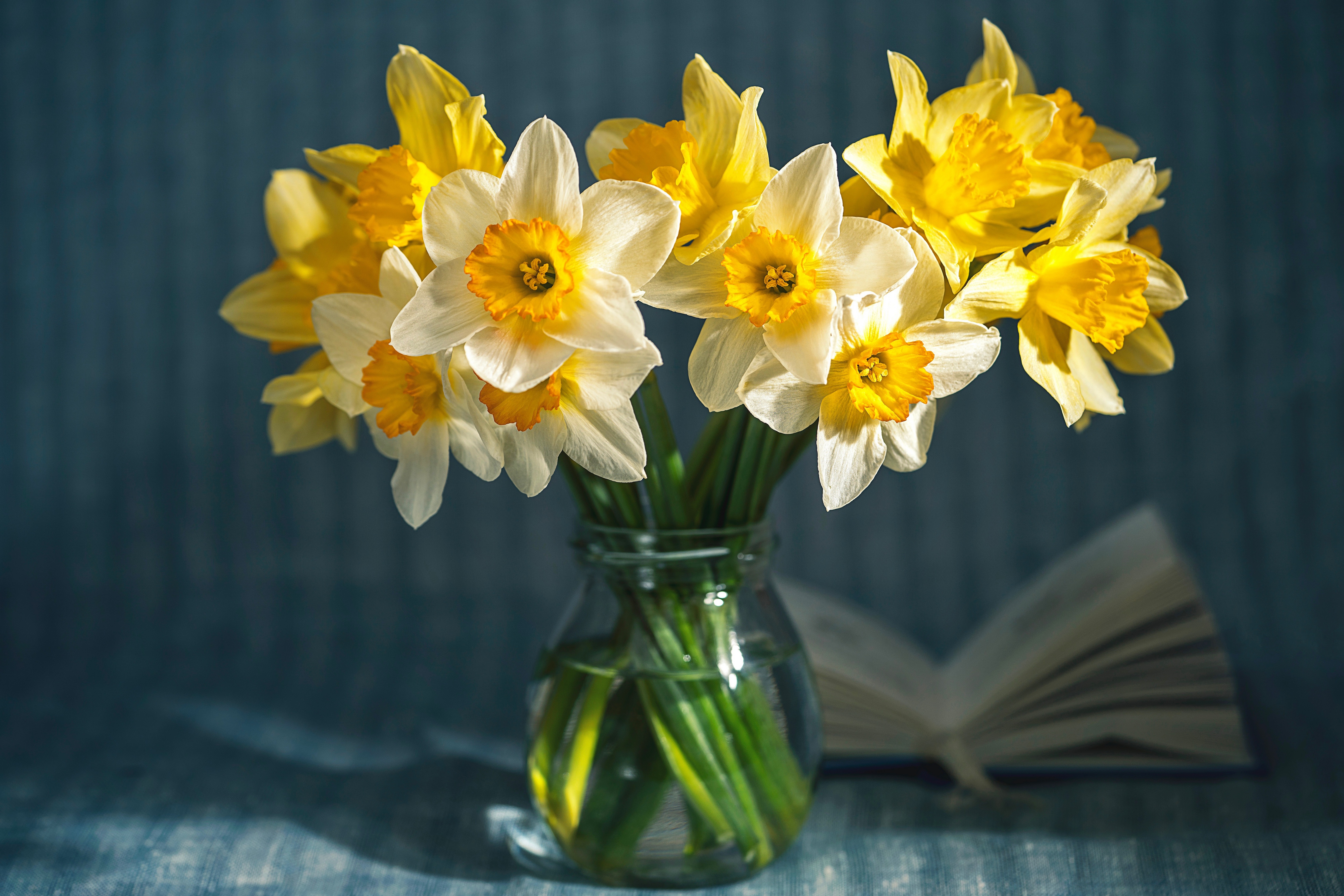 Download mobile wallpaper Flower, Man Made, Daffodil for free.