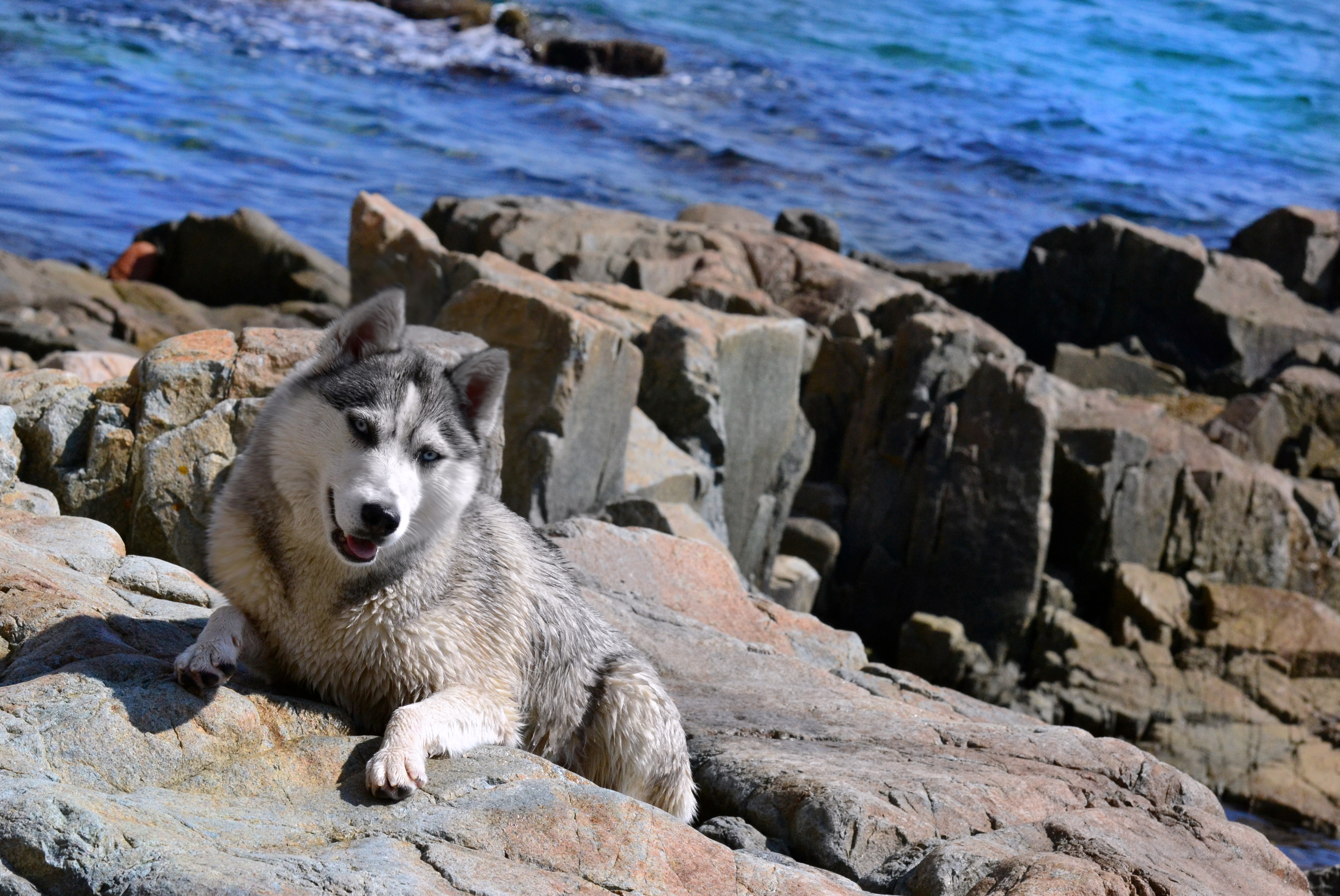 animals, stones, sea, shore, bank, dog, husky, haska HD wallpaper
