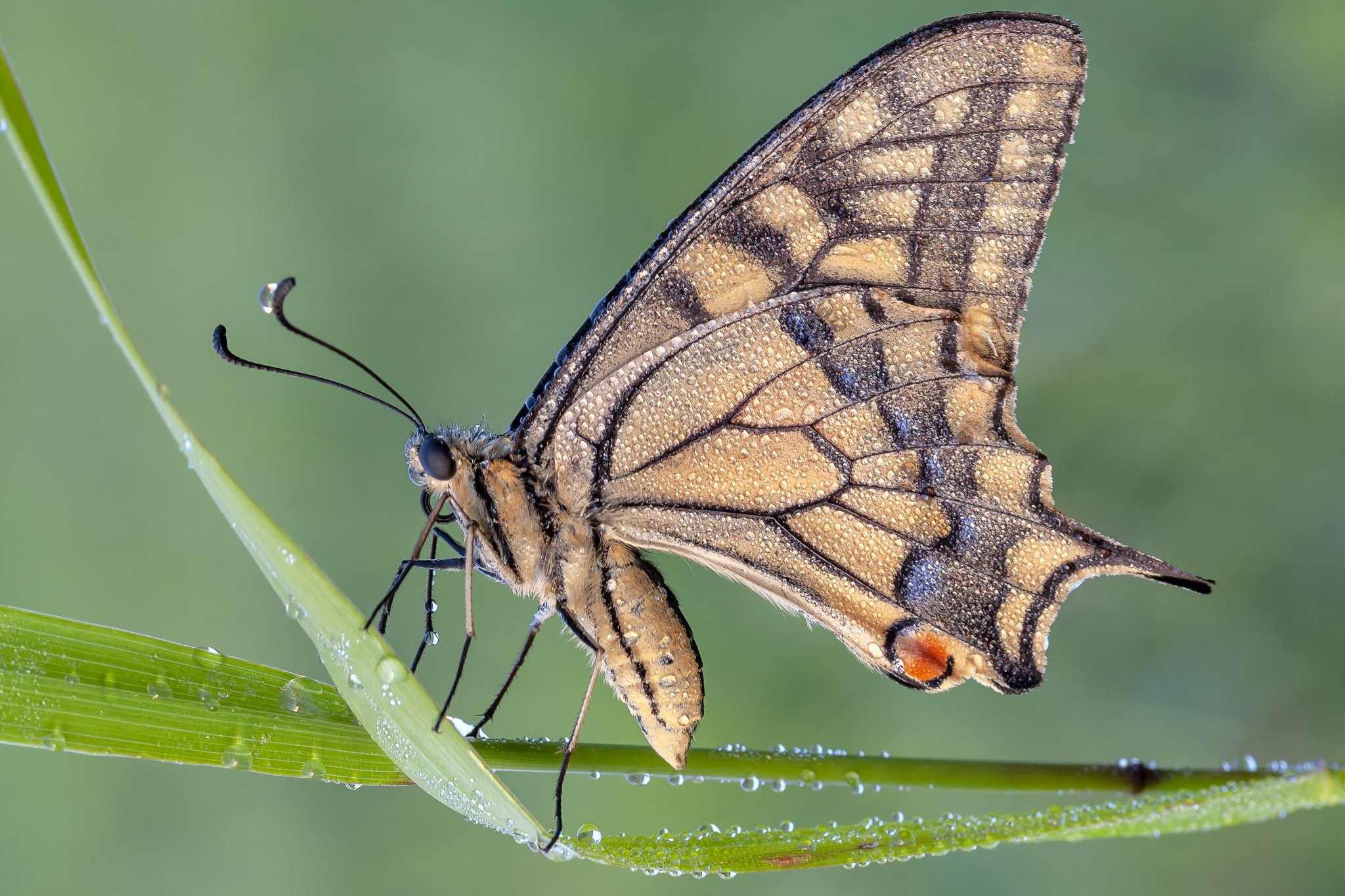 Download mobile wallpaper Macro, Insect, Butterfly, Animal for free.