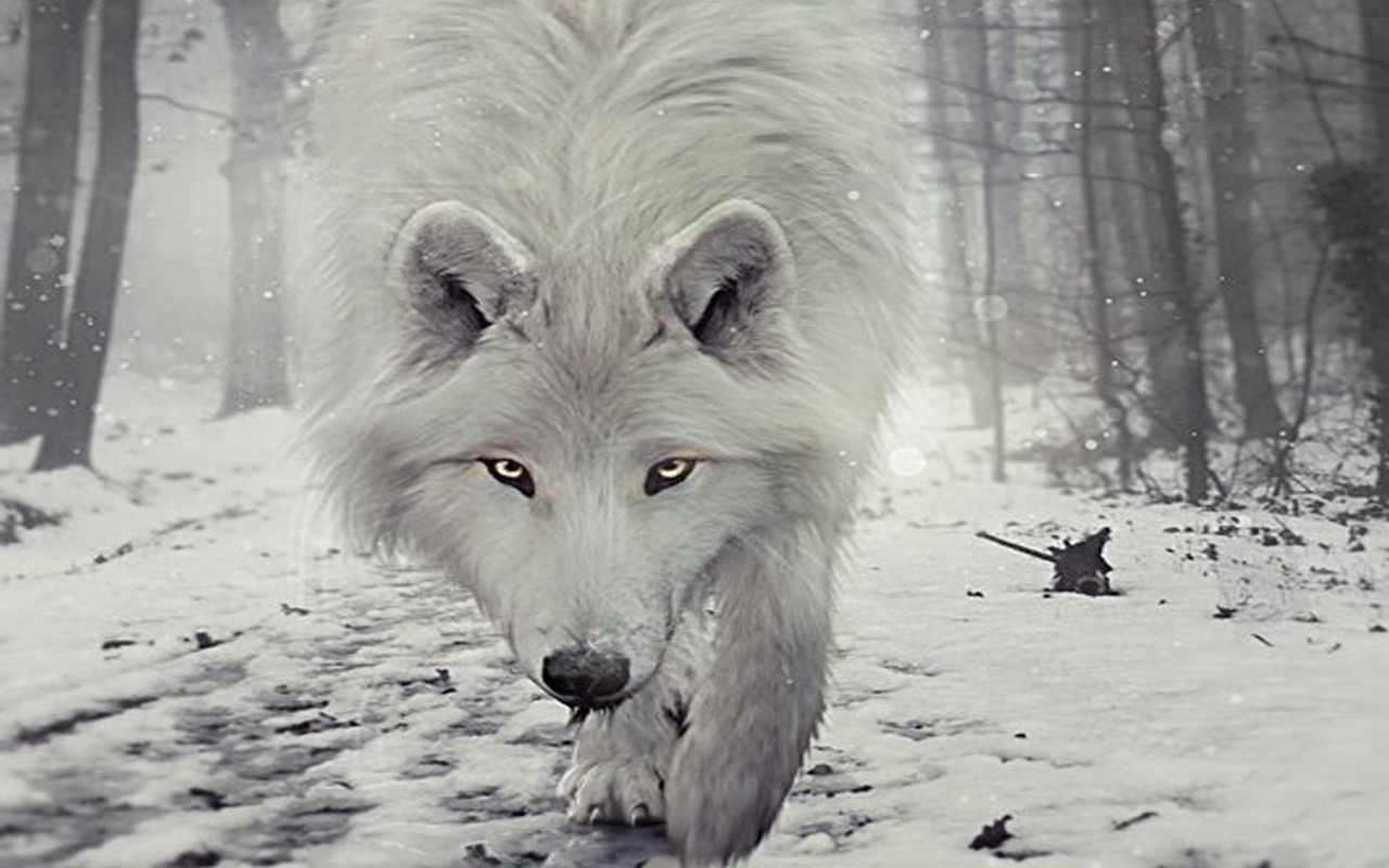 Handy-Wallpaper Tiere, Wolf kostenlos herunterladen.