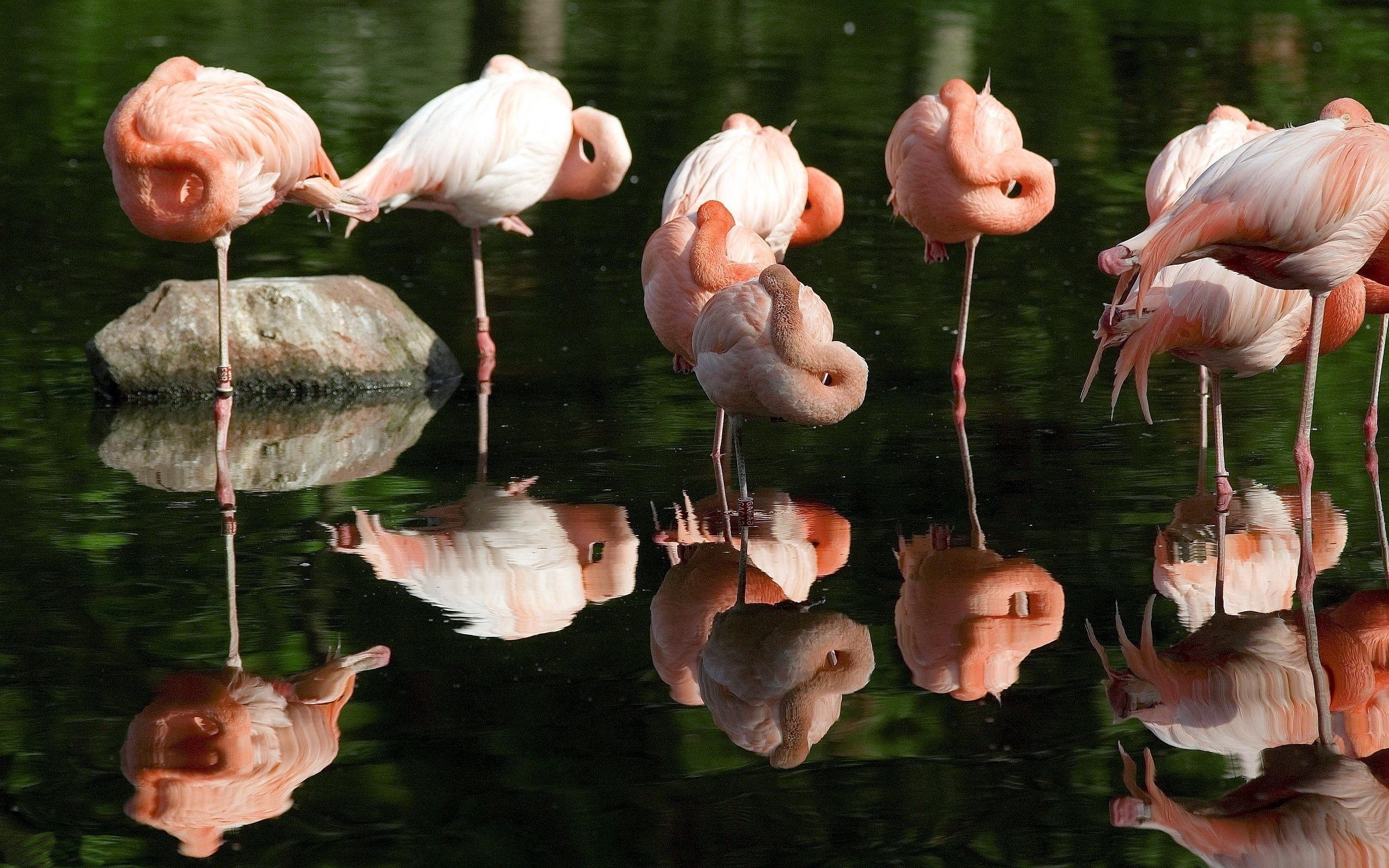animals, grass, flamingo, swamp, flock download HD wallpaper
